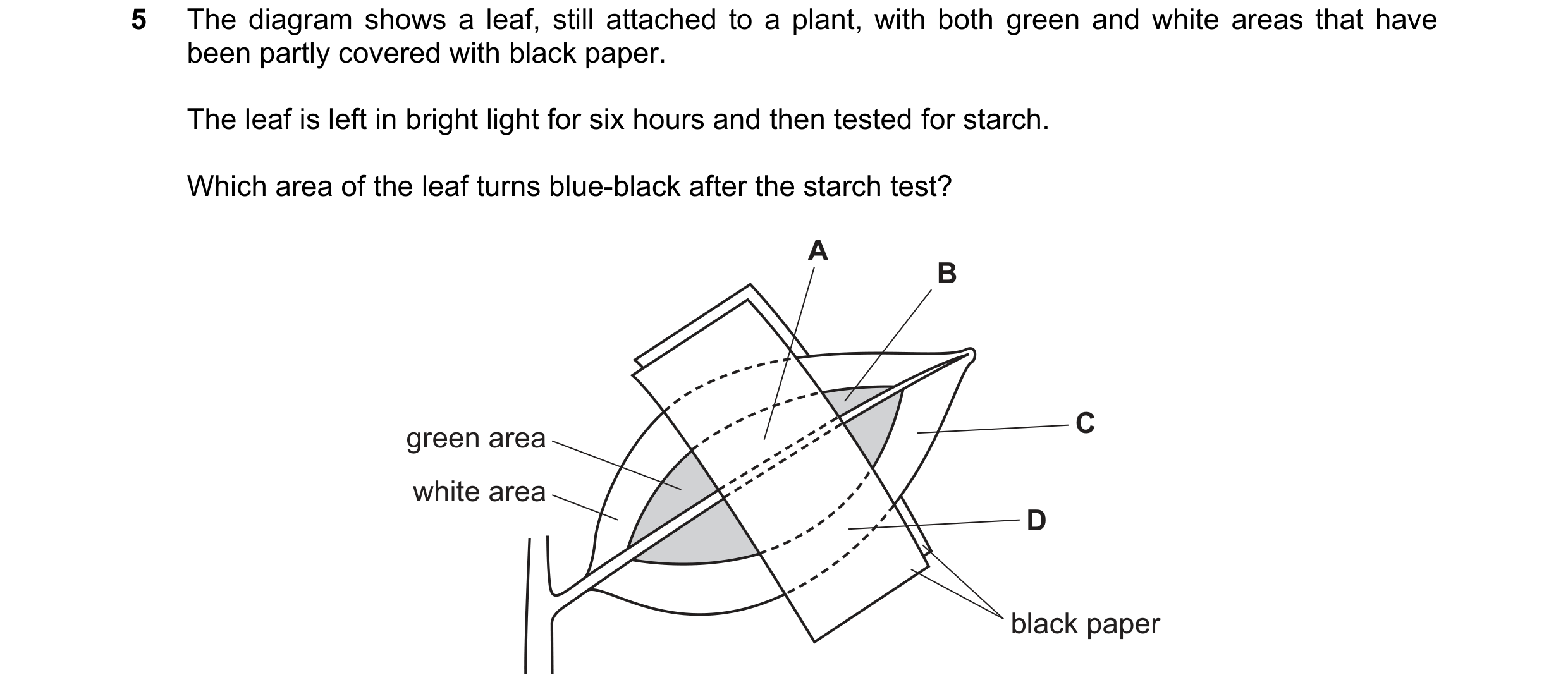 Question 65: The diagram shows a leaf, still attached to a plant, with both green and white areas that have been partly covered with black paper. The le…