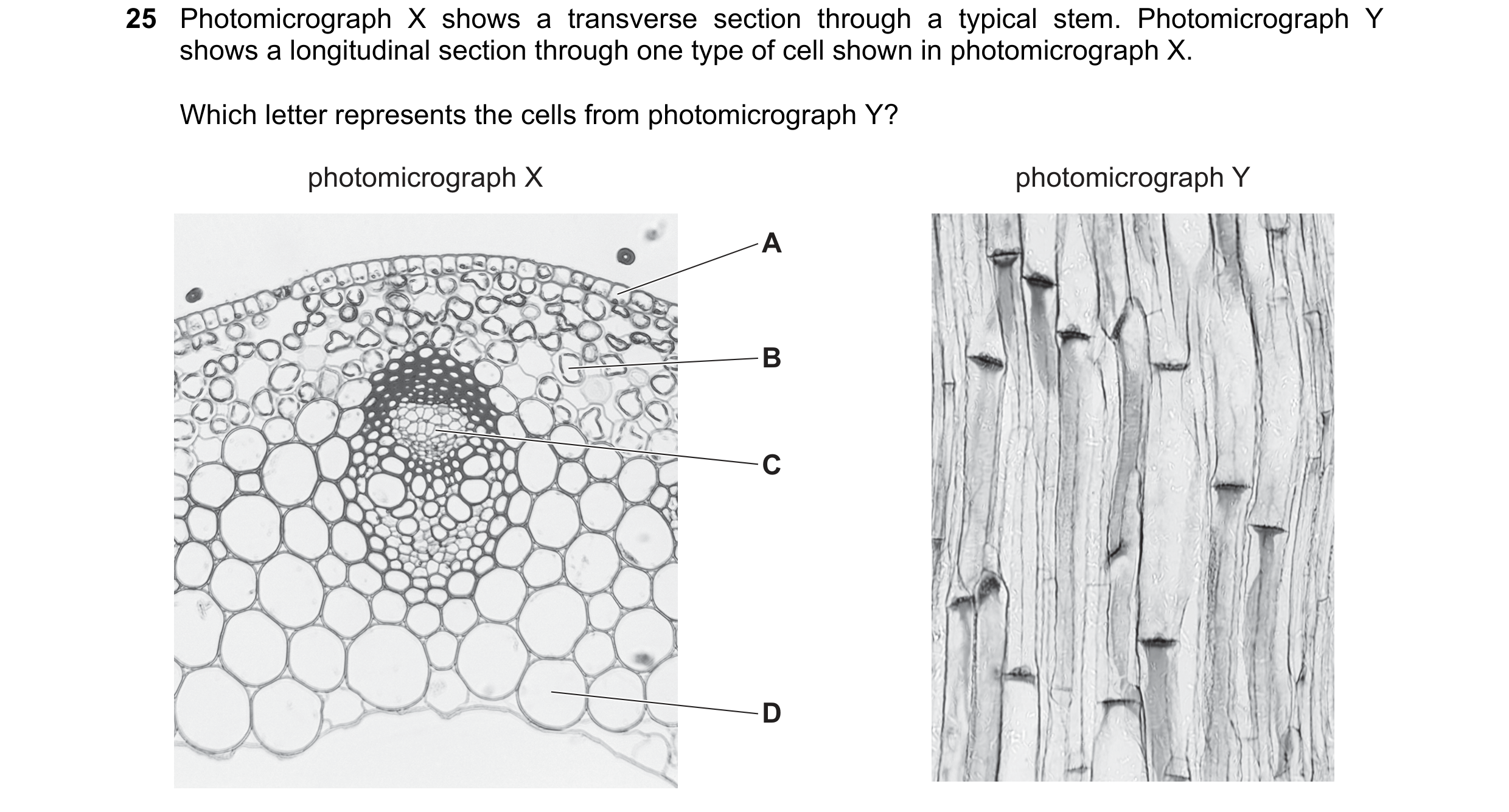 Question 61: Photomicrograph X shows a transverse section through a typical stem. Photomicrograph Y shows a longitudinal section through one type of cel…