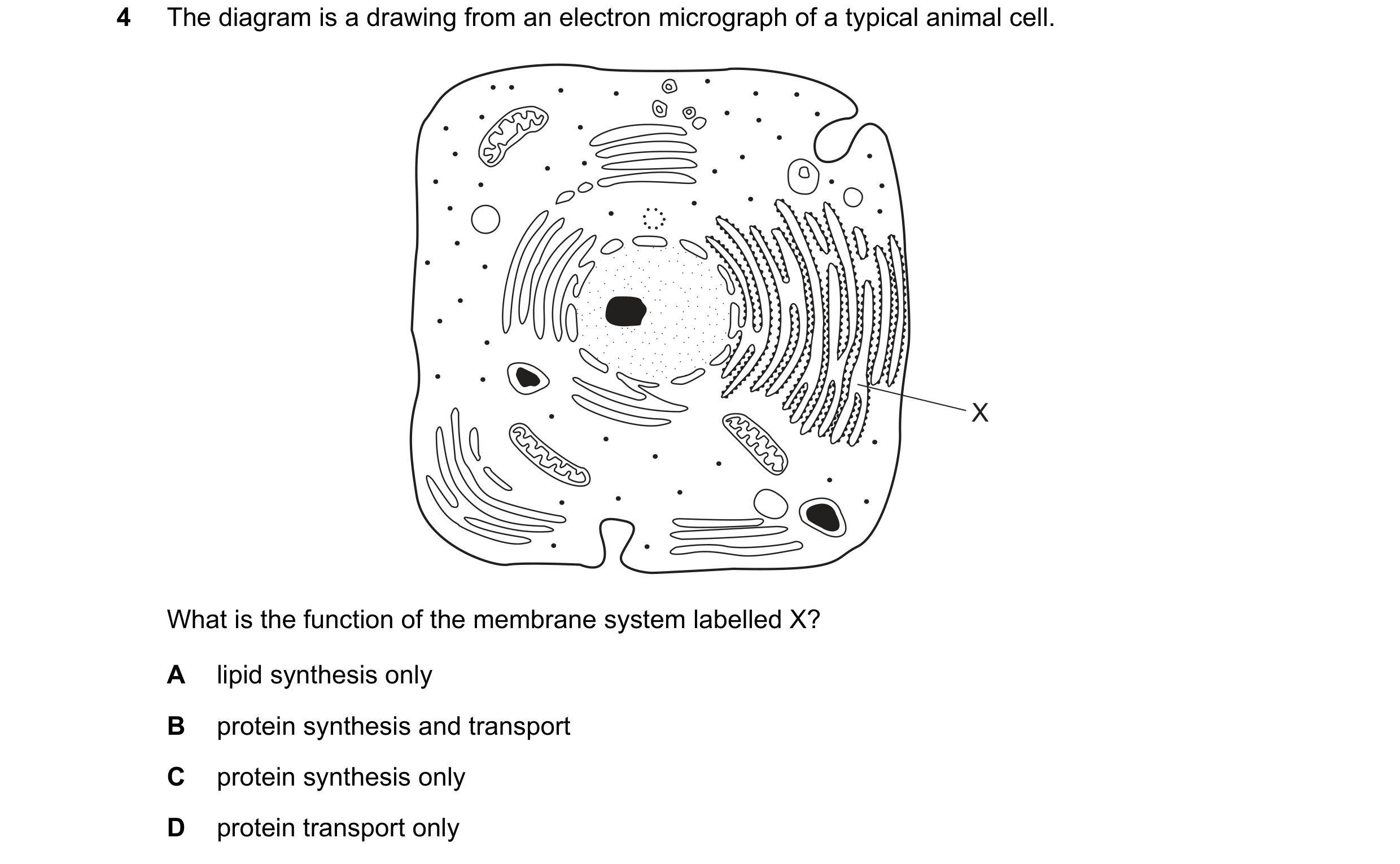 Question 205: The diagram is a drawing from an electron micrograph of a typical animal cell. X What is the function of the membrane system labelled X? A …