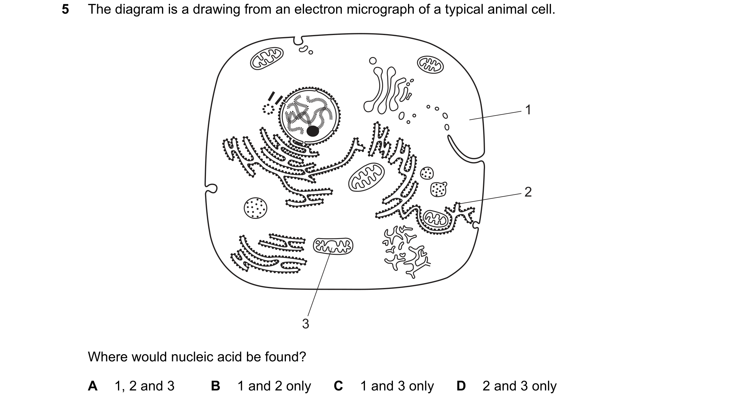 Question 125: The diagram is a drawing from an electron micrograph of a typical animal cell. 1 2 3 Where would nucleic acid be found? A 1, 2 and 3 B 1 an…