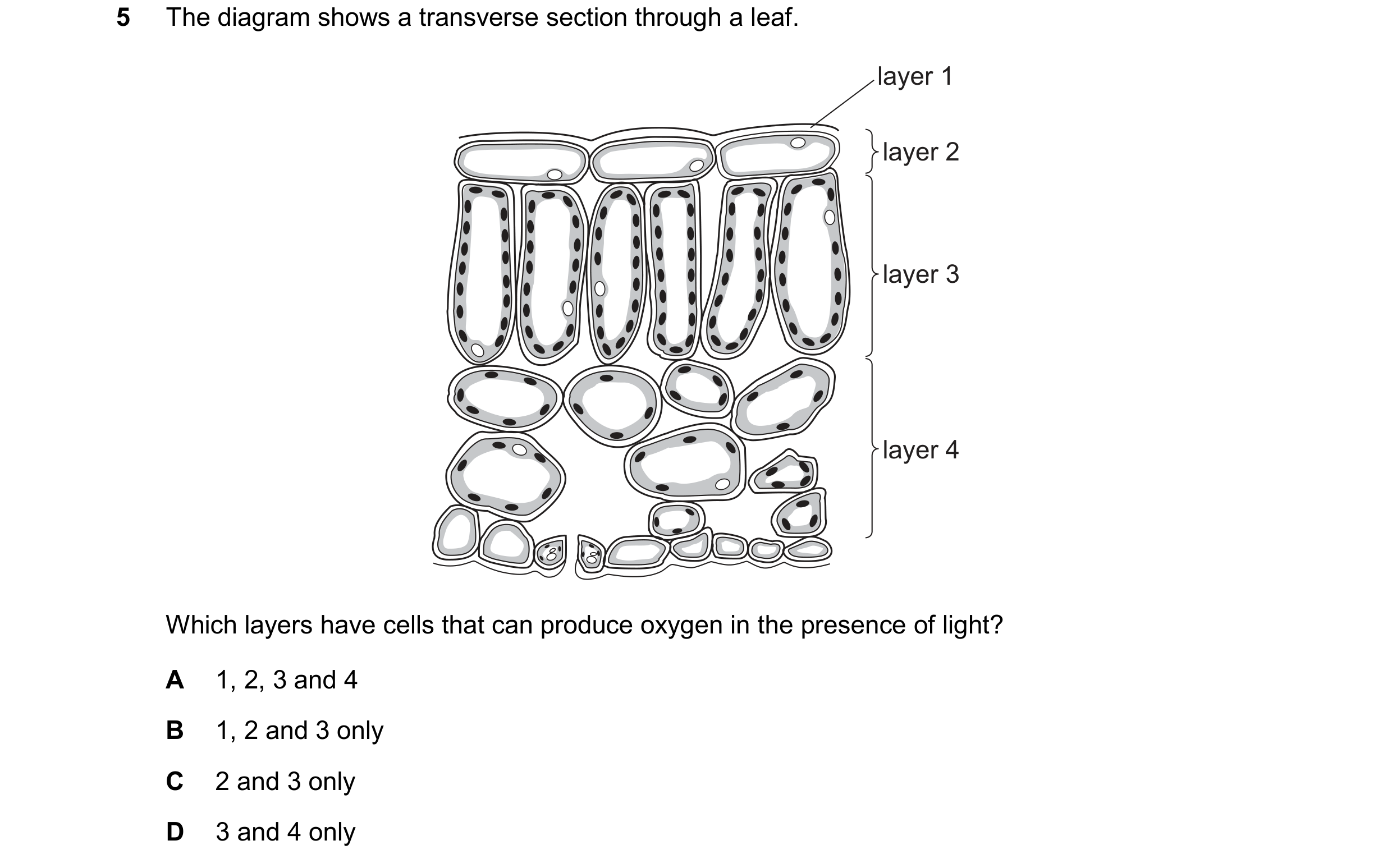 Question 53: The diagram shows a transverse section through a leaf. layer 1 layer 2 layer 3 layer 4 Which layers have cells that can produce oxygen in t…