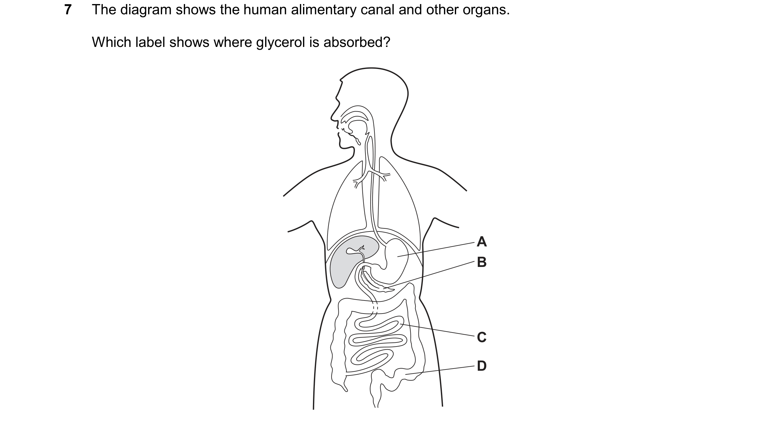 Question 24: The diagram shows the human alimentary canal and other organs. Which label shows where glycerol is absorbed? A B C D
