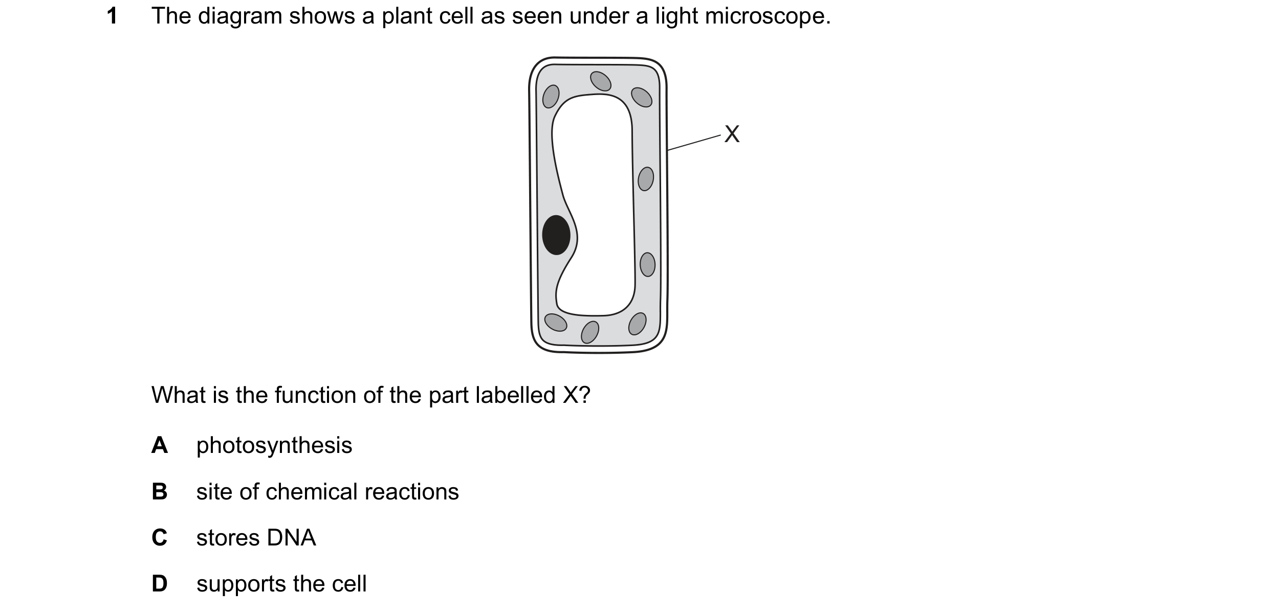 Question 66: The diagram shows a plant cell as seen under a light microscope. X What is the function of the part labelled X? A photosynthesis B site of …