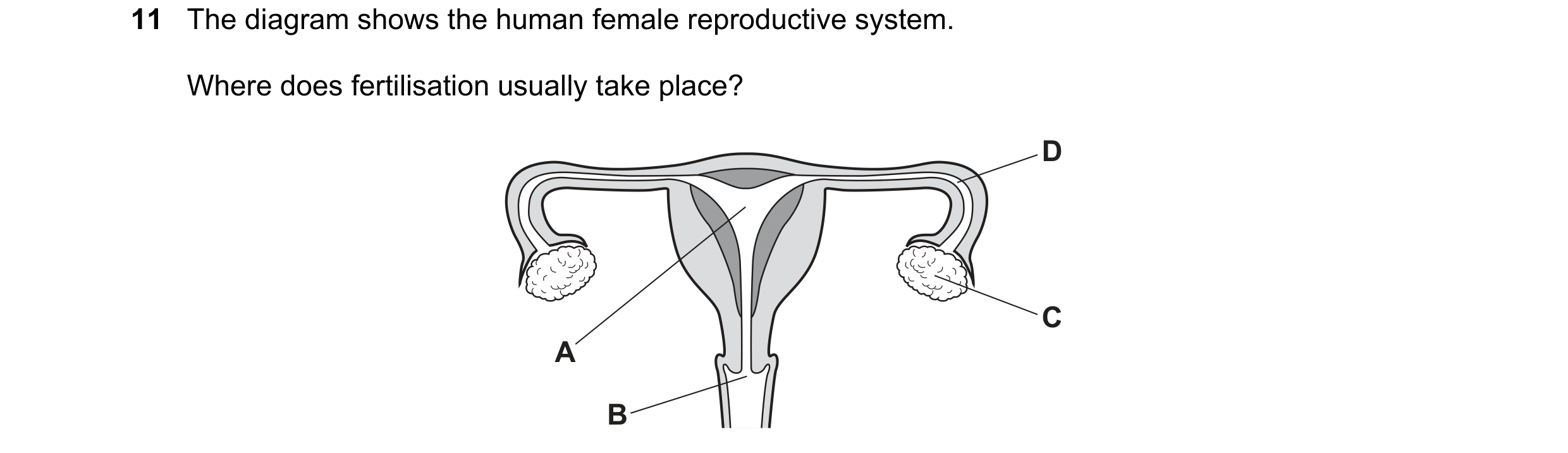 Question 77: The diagram shows the human female reproductive system. Where does fertilisation usually take place? D C A B