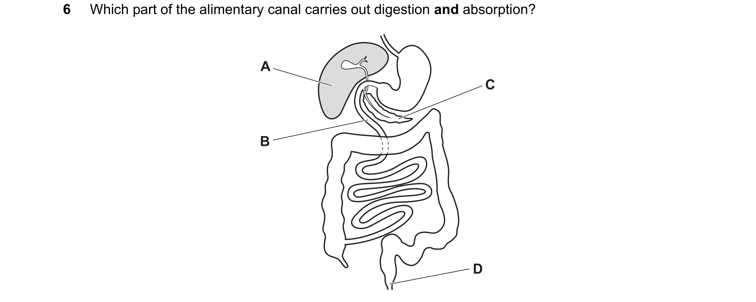 Question 36: Which part of the alimentary canal carries out digestion and absorption? A C B D
