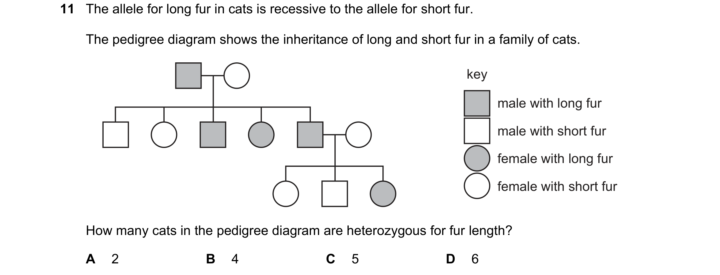 Question 8: The allele for long fur in cats is recessive to the allele for short fur. The pedigree diagram shows the inheritance of long and short fur …