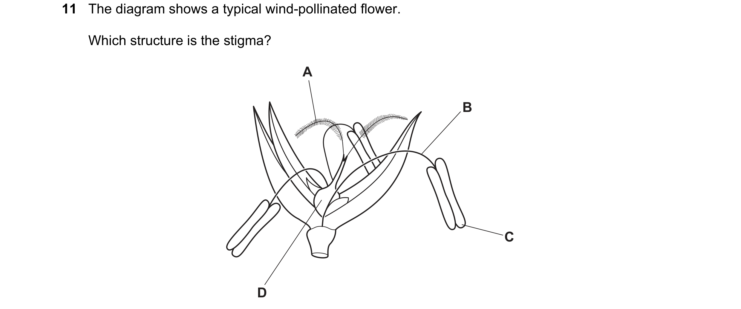 Question 45: The diagram shows a typical wind-pollinated flower. Which structure is the stigma? A B C D