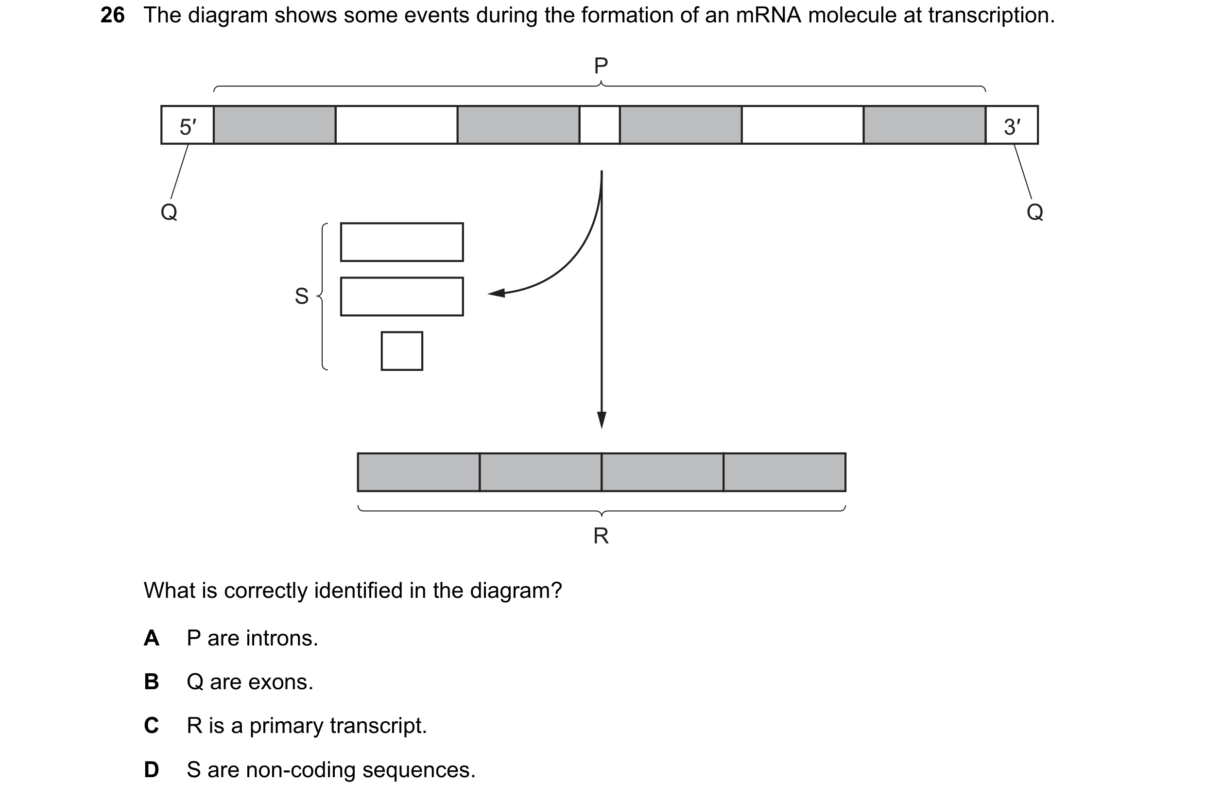 Question 201: The diagram shows some events during the formation of an mRNA molecule at transcription. P 5′ 3′ Q Q S R What is correctly identified in th…