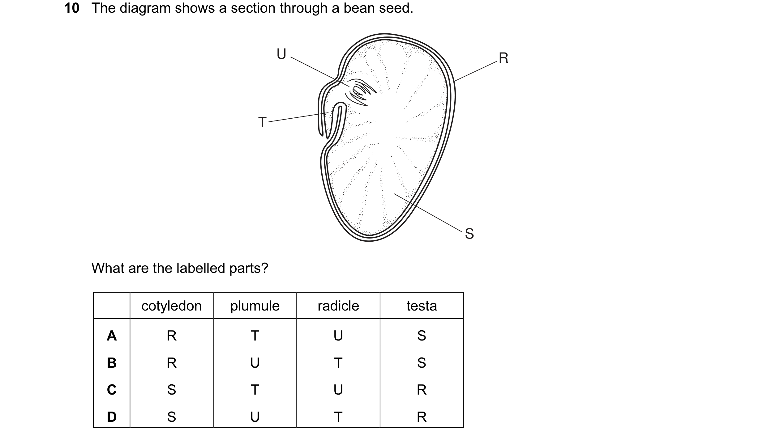 Question 16: The diagram shows a section through a bean seed. U R T S What are the labelled parts? cotyledon plumule radicle testa A R T U S B R U T S C…