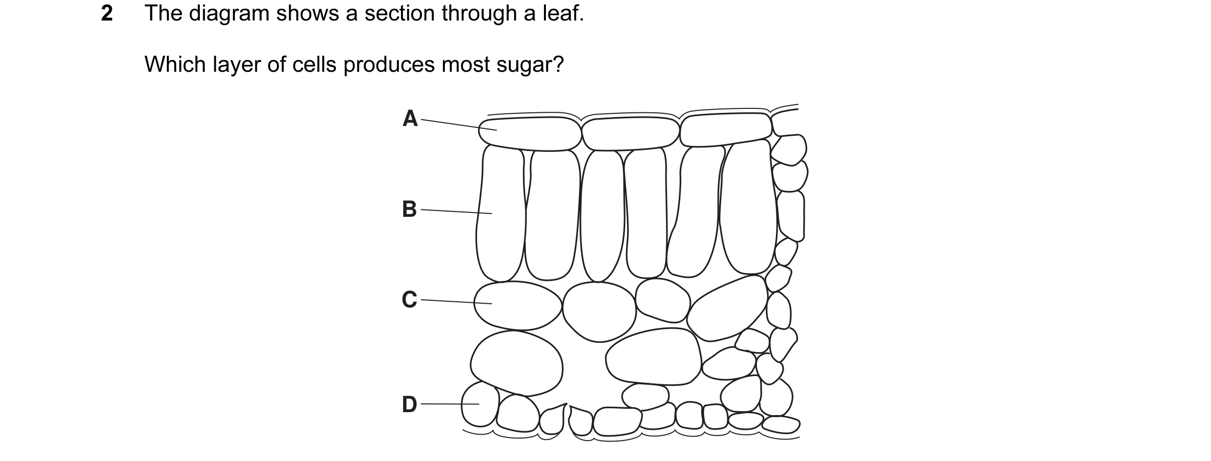 Question 13: The diagram shows a section through a leaf. Which layer of cells produces most sugar? A B C D
