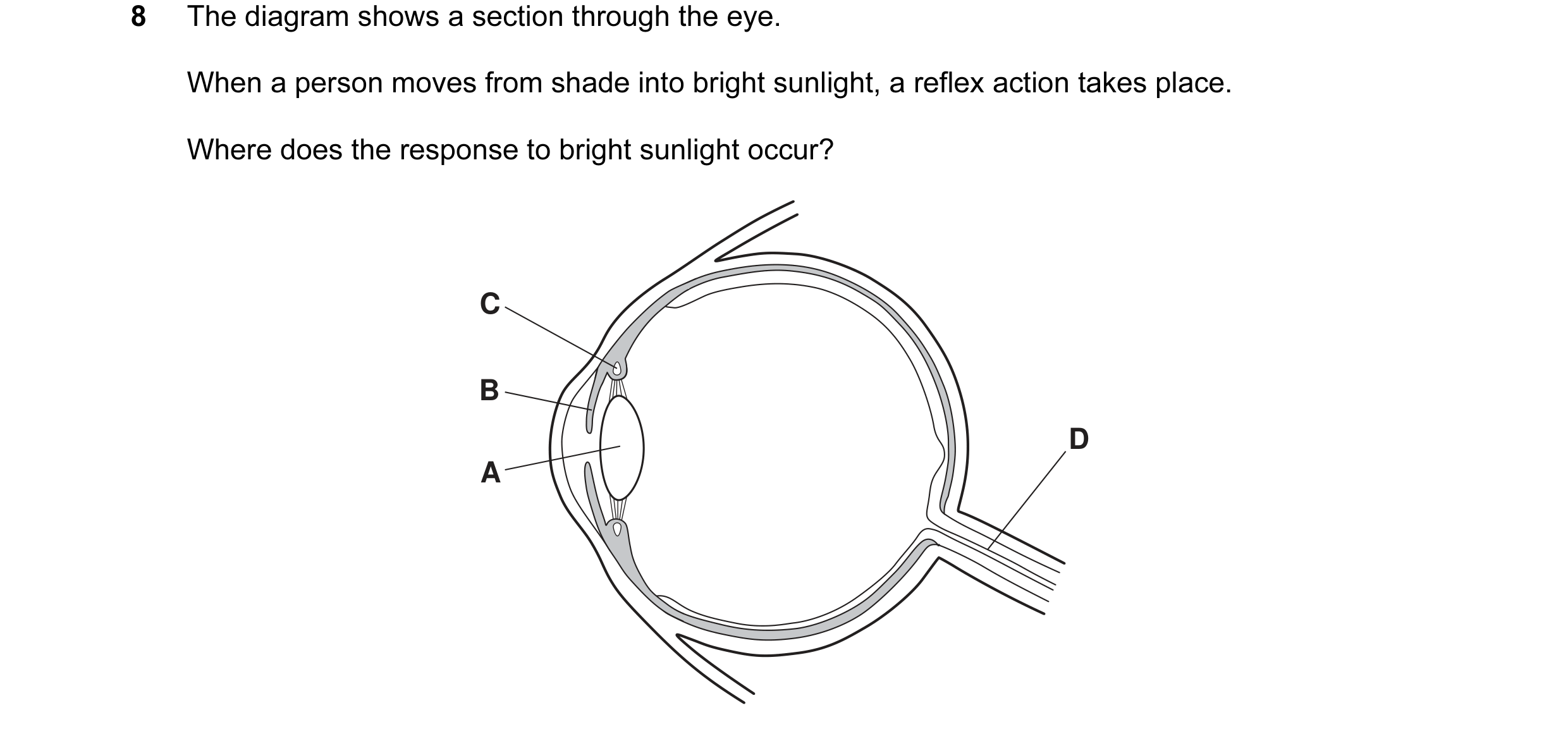 Question 18: The diagram shows a section through the eye. When a person moves from shade into bright sunlight, a reflex action takes place. Where does t…