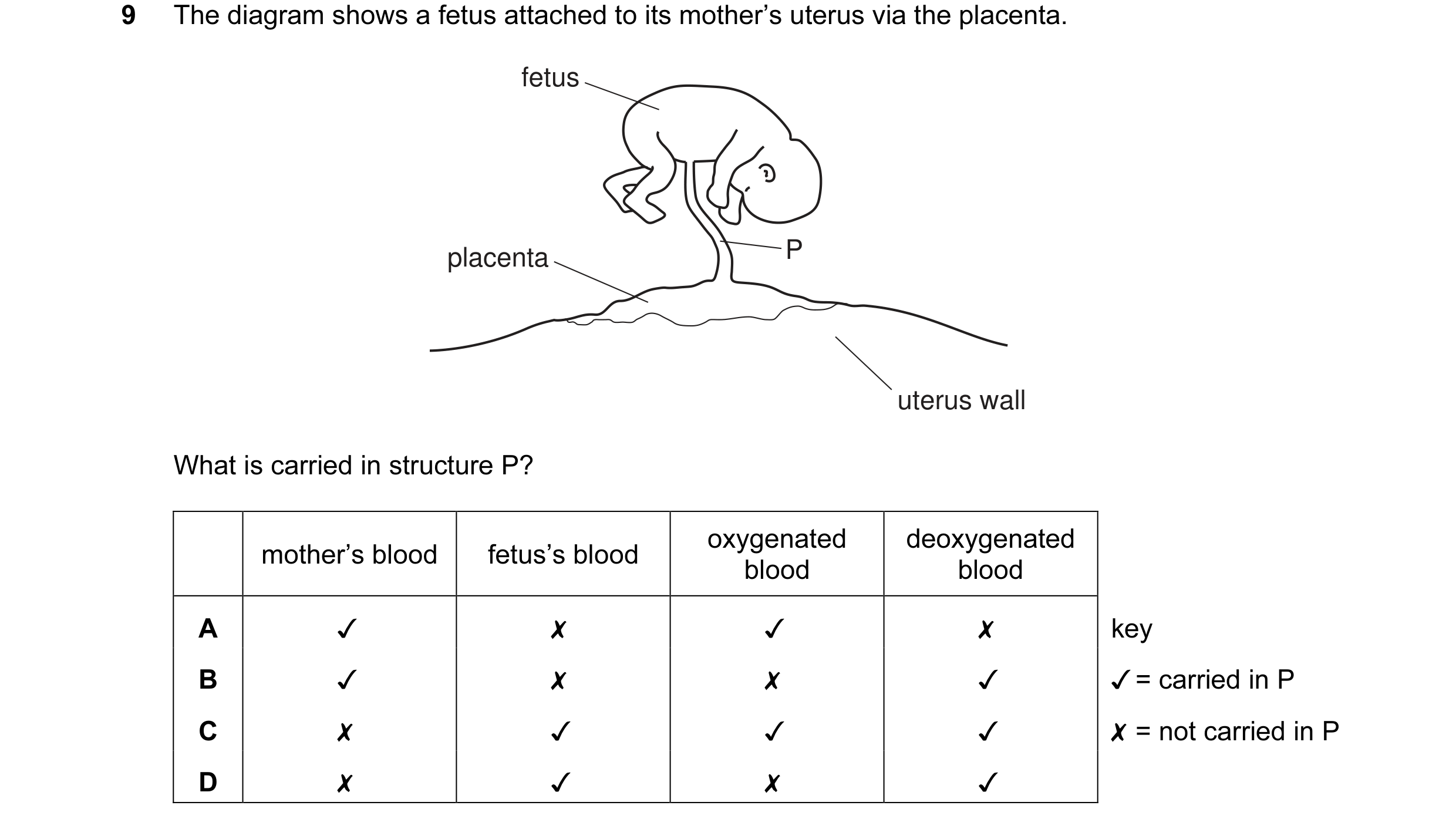 Question 17: The diagram shows a fetus attached to its mother’s uterus via the placenta.
fetus
placenta P
uterus wall
What is carried in structure P?
m…