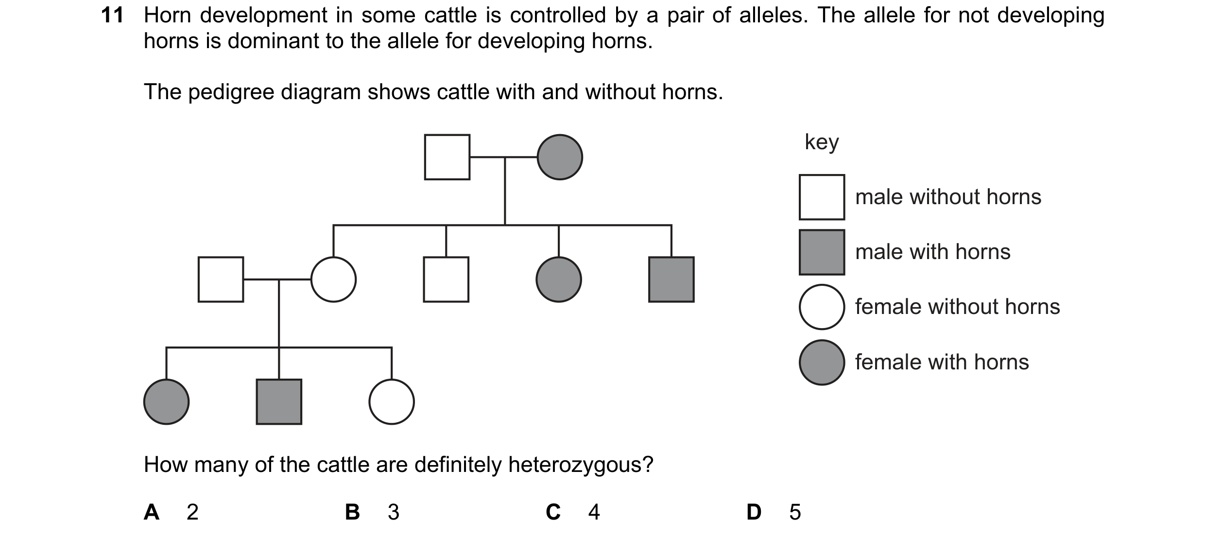 Question 16: Horn development in some cattle is controlled by a pair of alleles. The allele for not developing horns is dominant to the allele for devel…