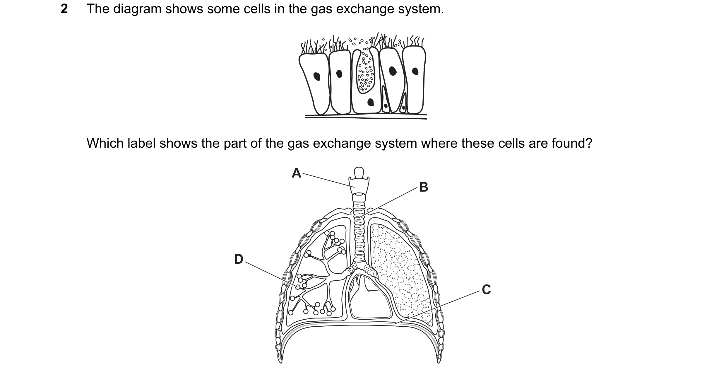 Question 23: The diagram shows some cells in the gas exchange system. Which label shows the part of the gas exchange system where these cells are found?…