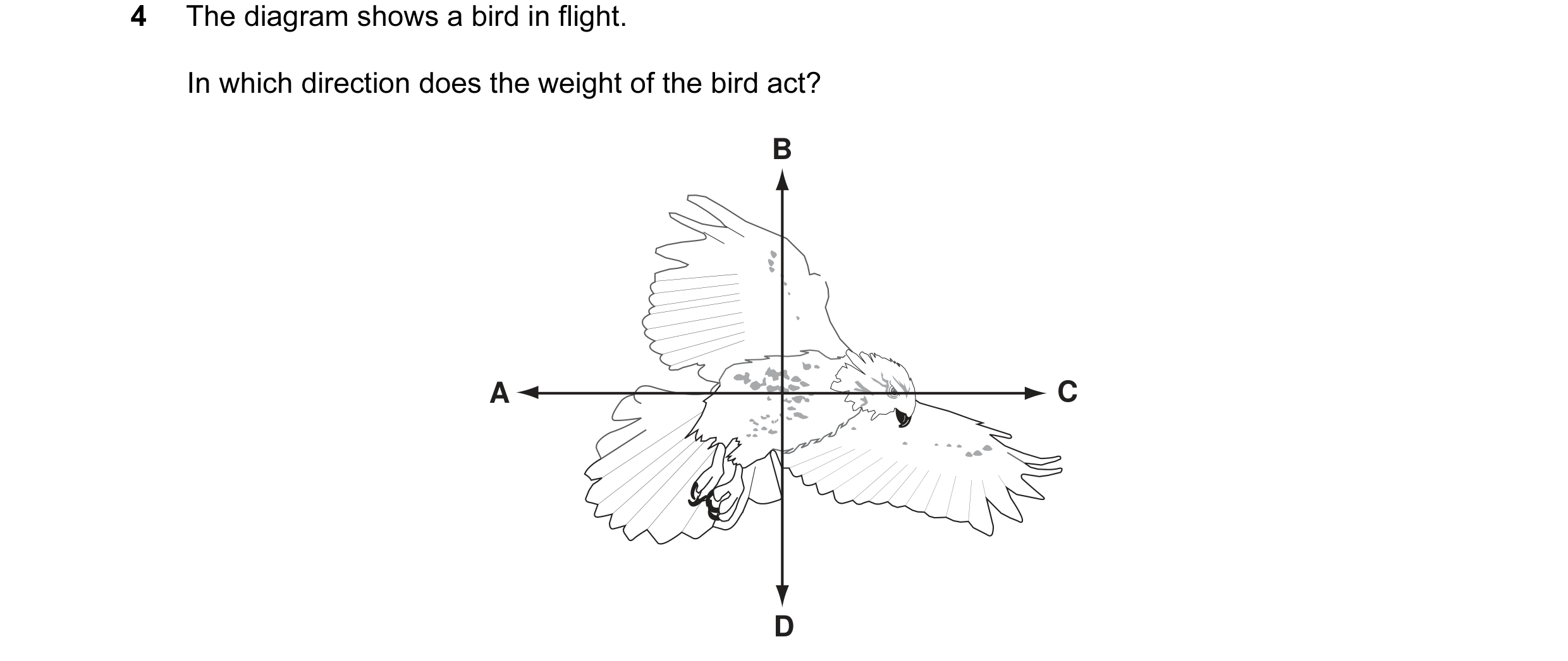 Question 12: The diagram shows a bird in flight. In which direction does the weight of the bird act? B A C D