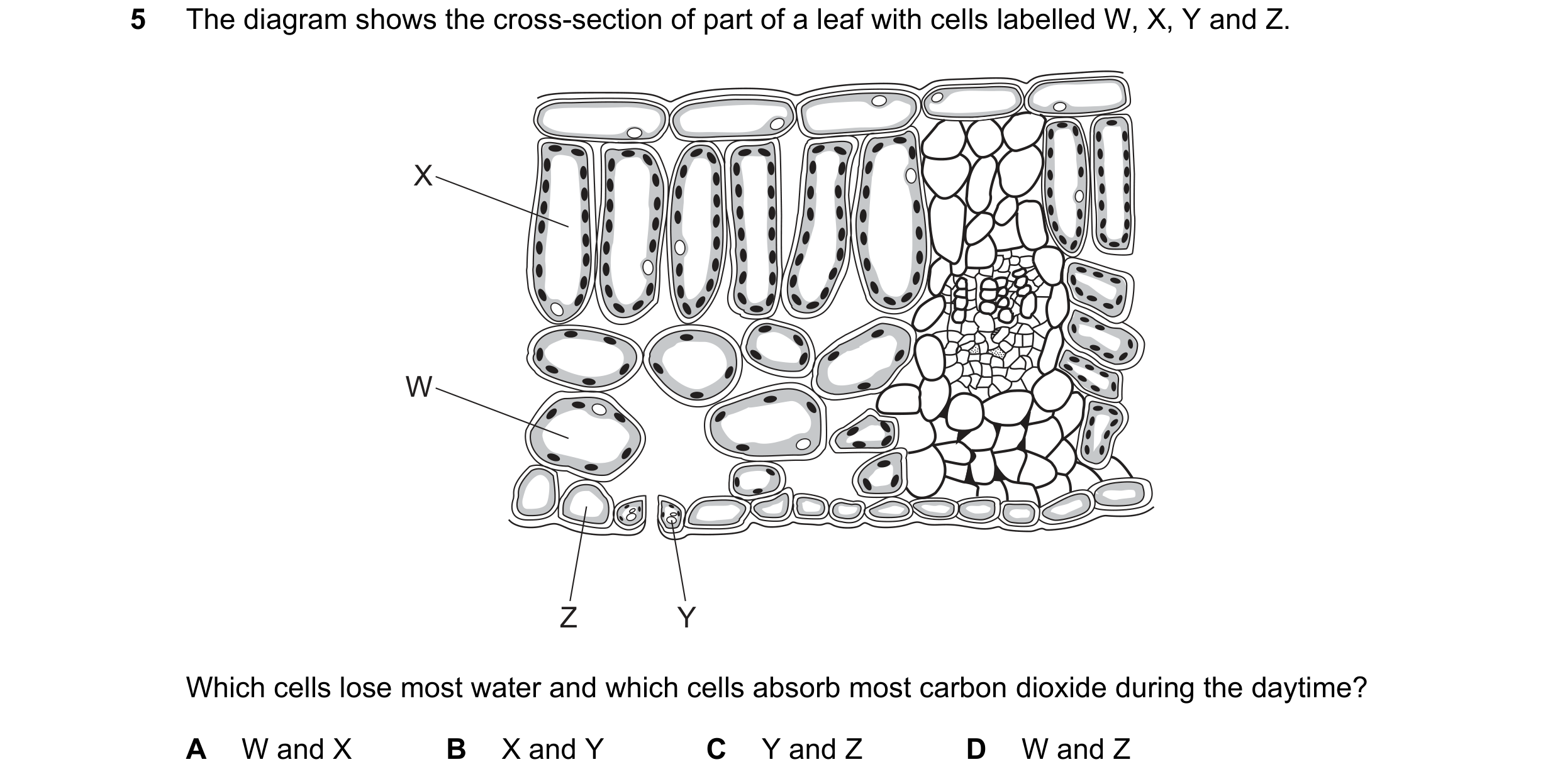 Question 25: The diagram shows the cross-section of part of a leaf with cells labelled W, X, Y and Z. X W Z Y Which cells lose most water and which cell…