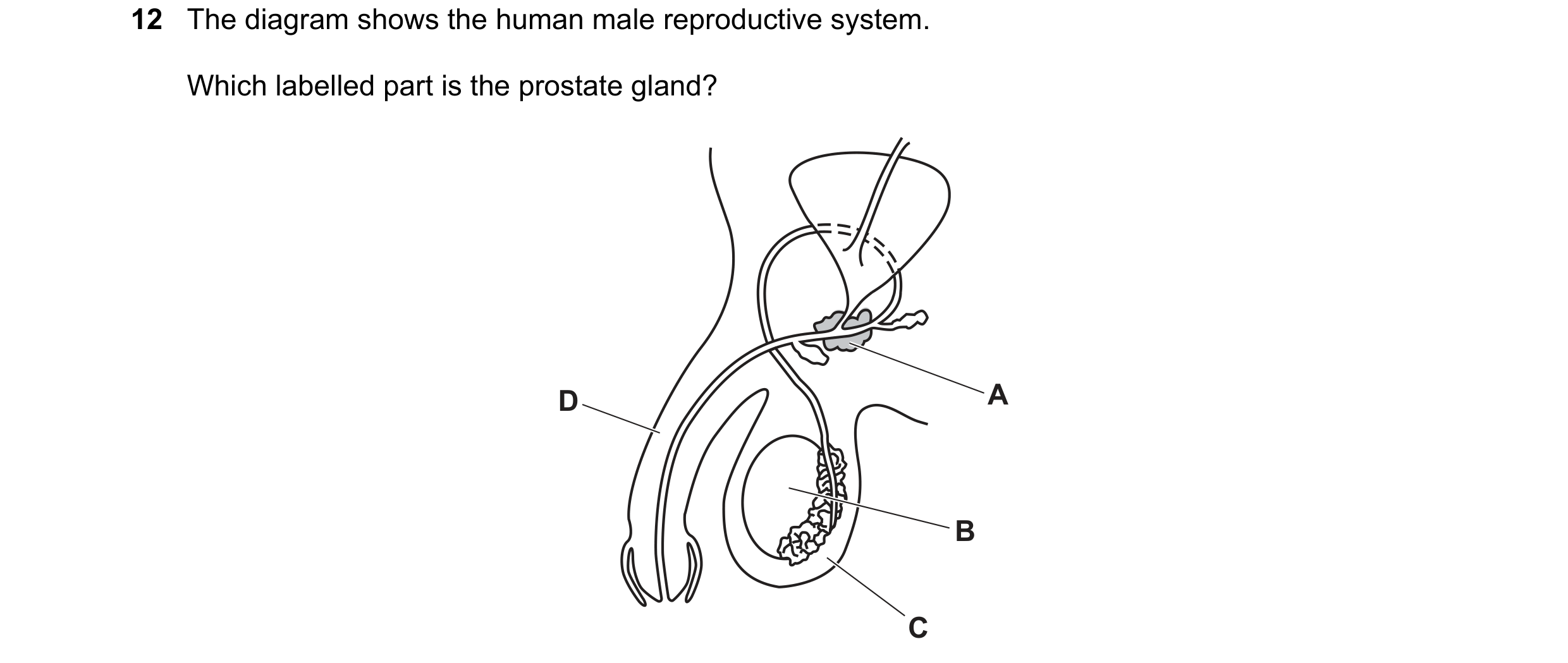 Question 90: The diagram shows the human male reproductive system. Which labelled part is the prostate gland? D A B C