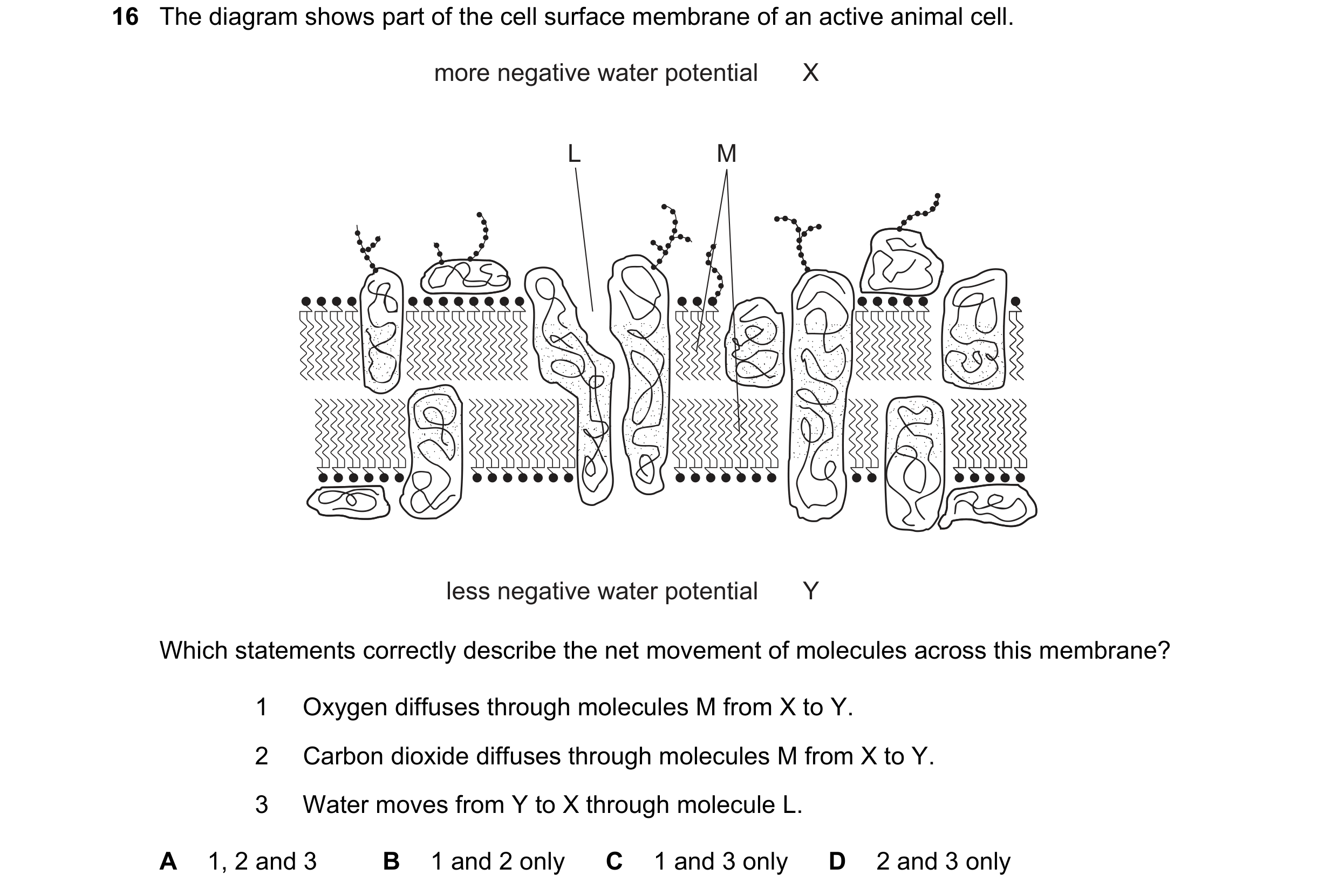 Question 135: The diagram shows part of the cell surface membrane of an active animal cell. more negative water potential X L M less negative water poten…