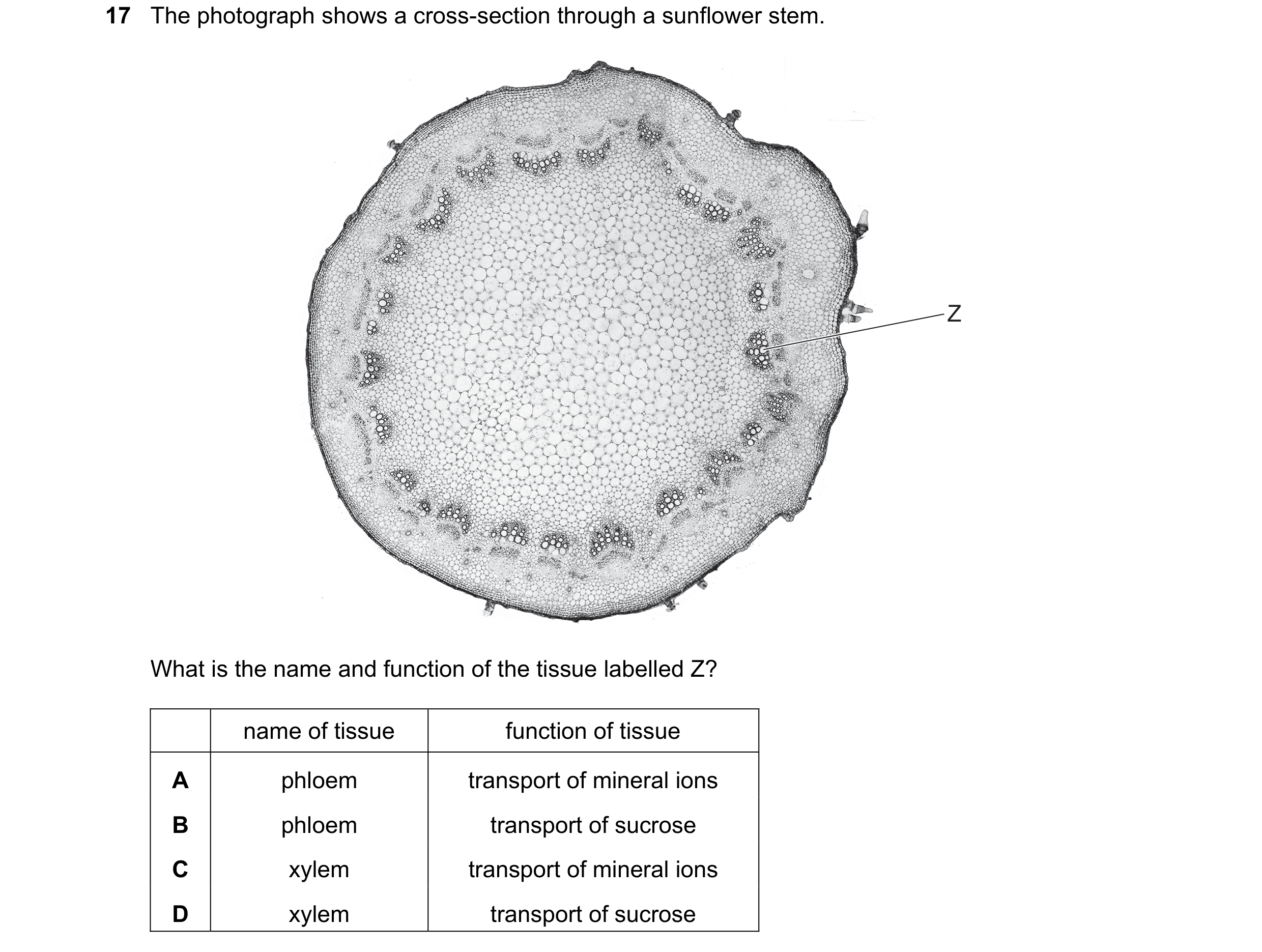 Question 16: The photograph shows a cross-section through a sunflower stem. Z What is the name and function of the tissue labelled Z? name of tissue fun…