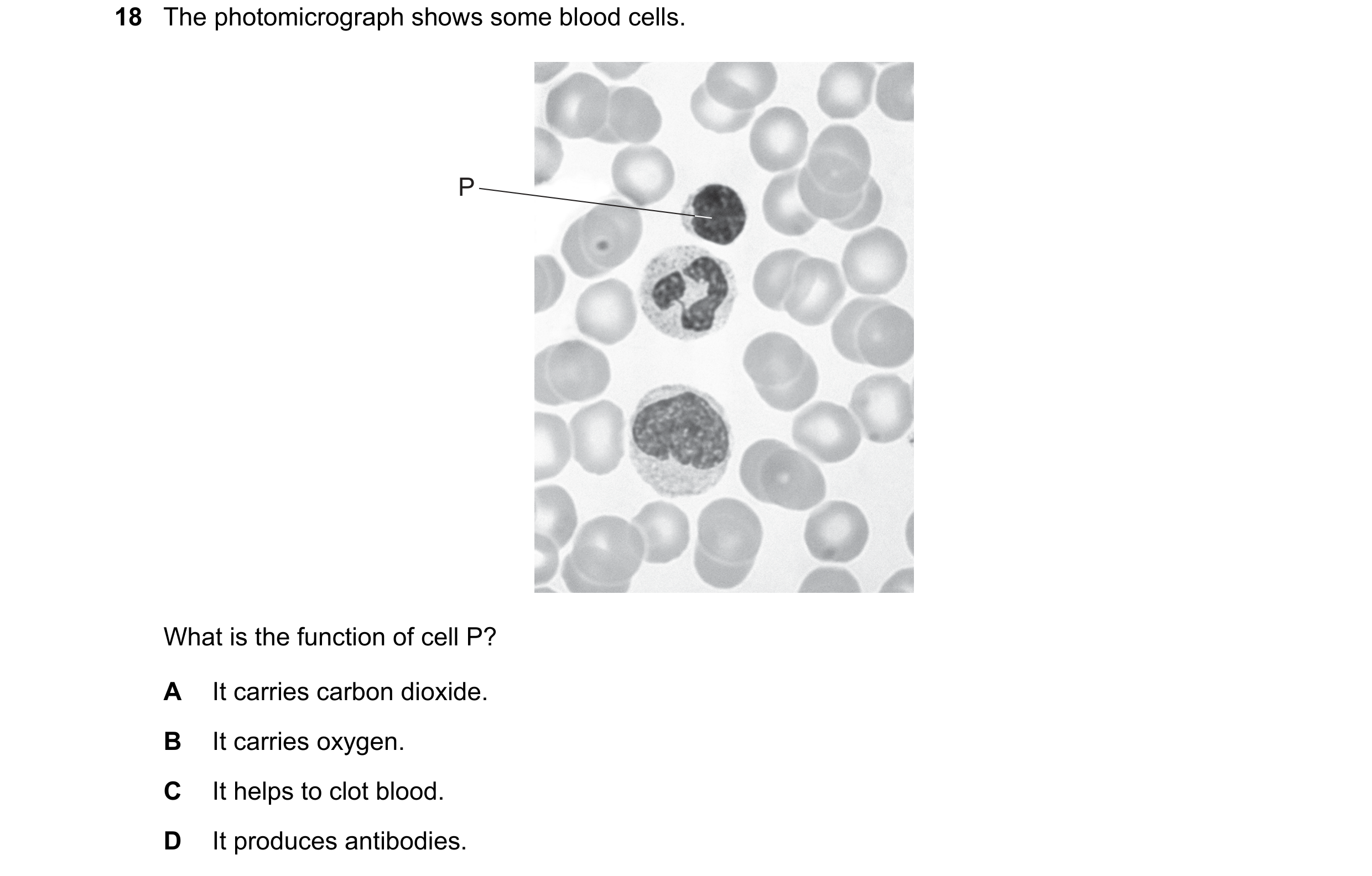 Question 14: The photomicrograph shows some blood cells. P What is the function of cell P? A It carries carbon dioxide. B It carries oxygen. C It helps …