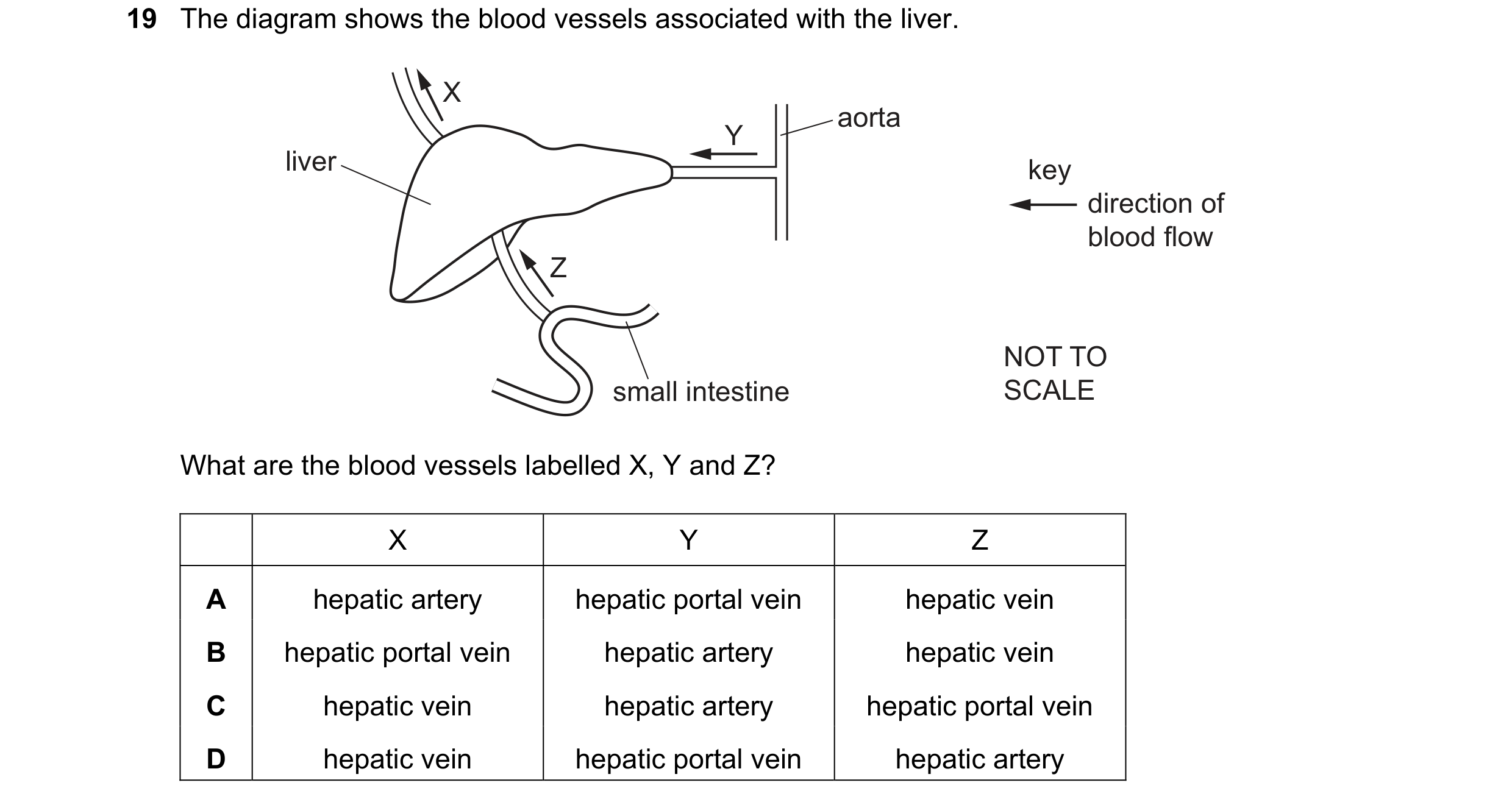 Question 13: The diagram shows the blood vessels associated with the liver. X aorta Y liver key direction of blood flow Z NOT TO small intestine SCALE W…
