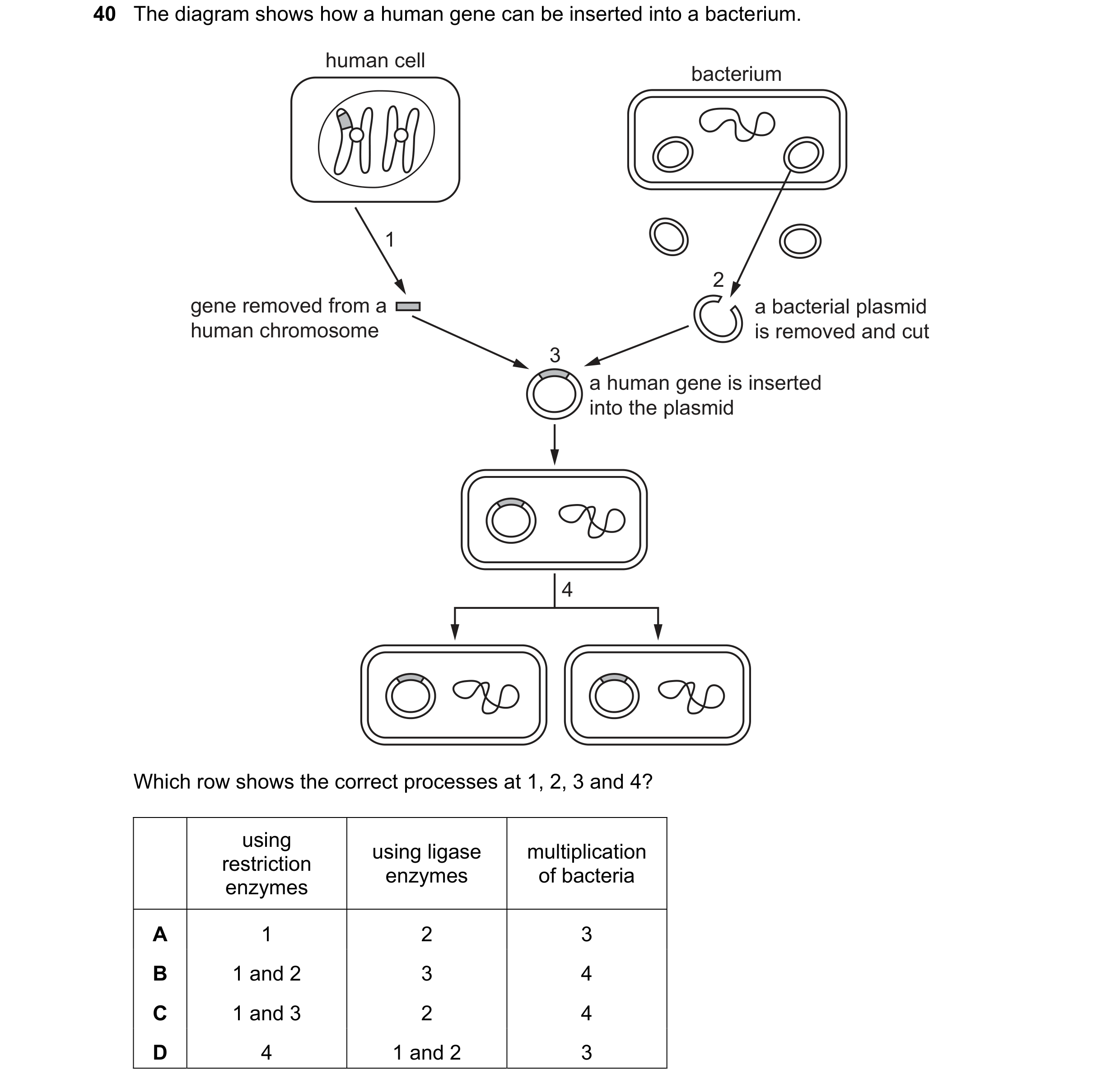 Question 18: The diagram shows how a human gene can be inserted into a bacterium. human cell bacterium 1 2 gene removed from a a bacterial plasmid human…