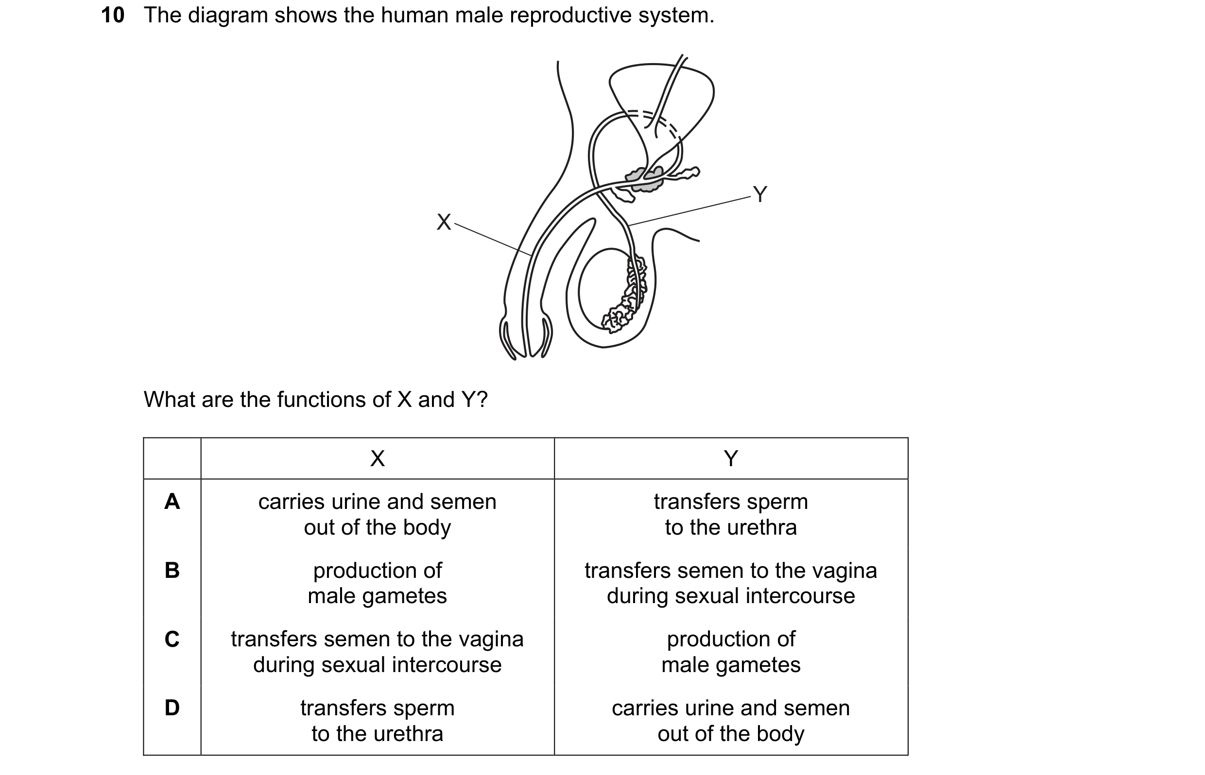 Question 57: The diagram shows the human male reproductive system. Y X What are the functions of X and Y? X Y A carries urine and semen transfers sperm …