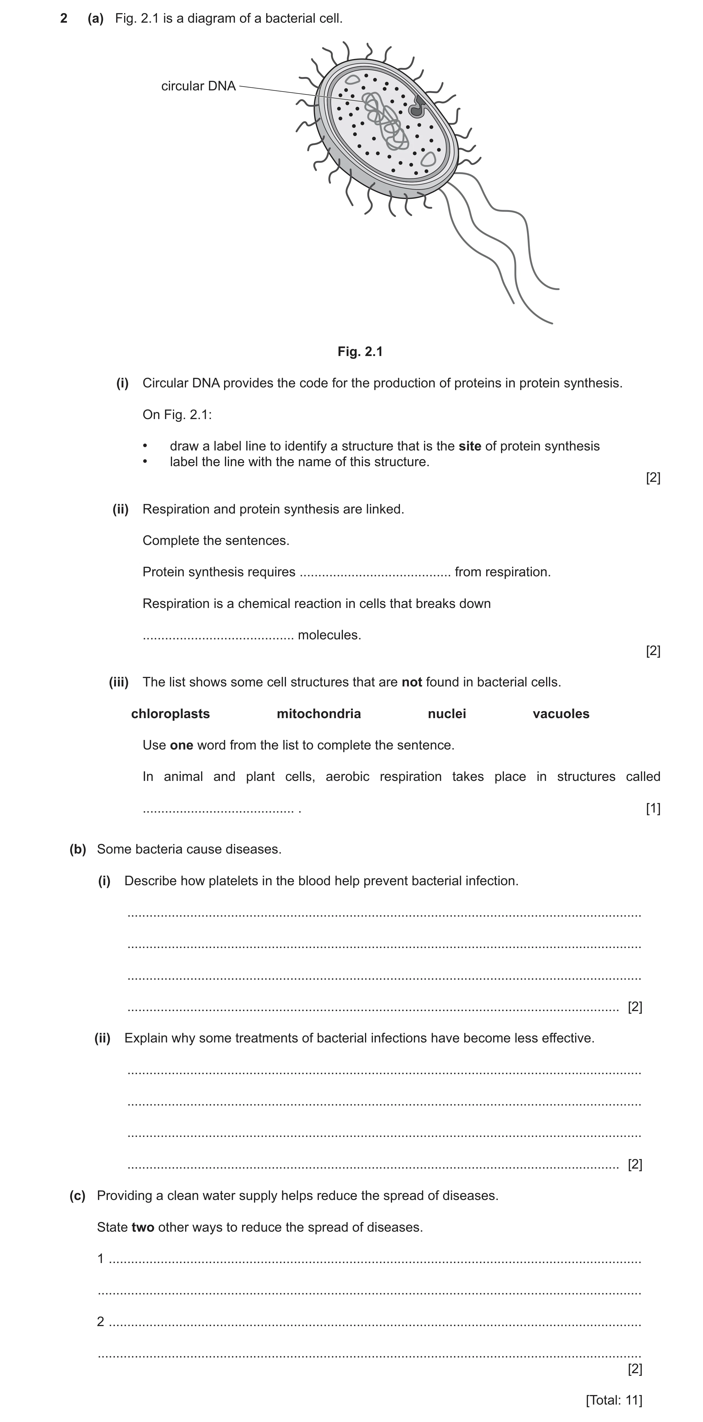 Question 12: (a) Fig. 2.1 is a diagram of a bacterial cell. circular DNA Fig. 2.1 (i) Circular DNA provides the code for the production of proteins in p…
