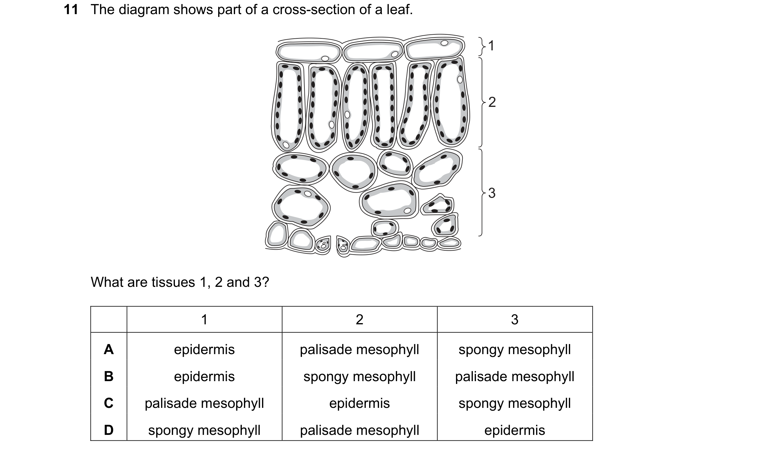Question 24: The diagram shows part of a cross-section of a leaf. 1 2 3 What are tissues 1, 2 and 3? 1 2 3 A epidermis palisade mesophyll spongy mesophy…