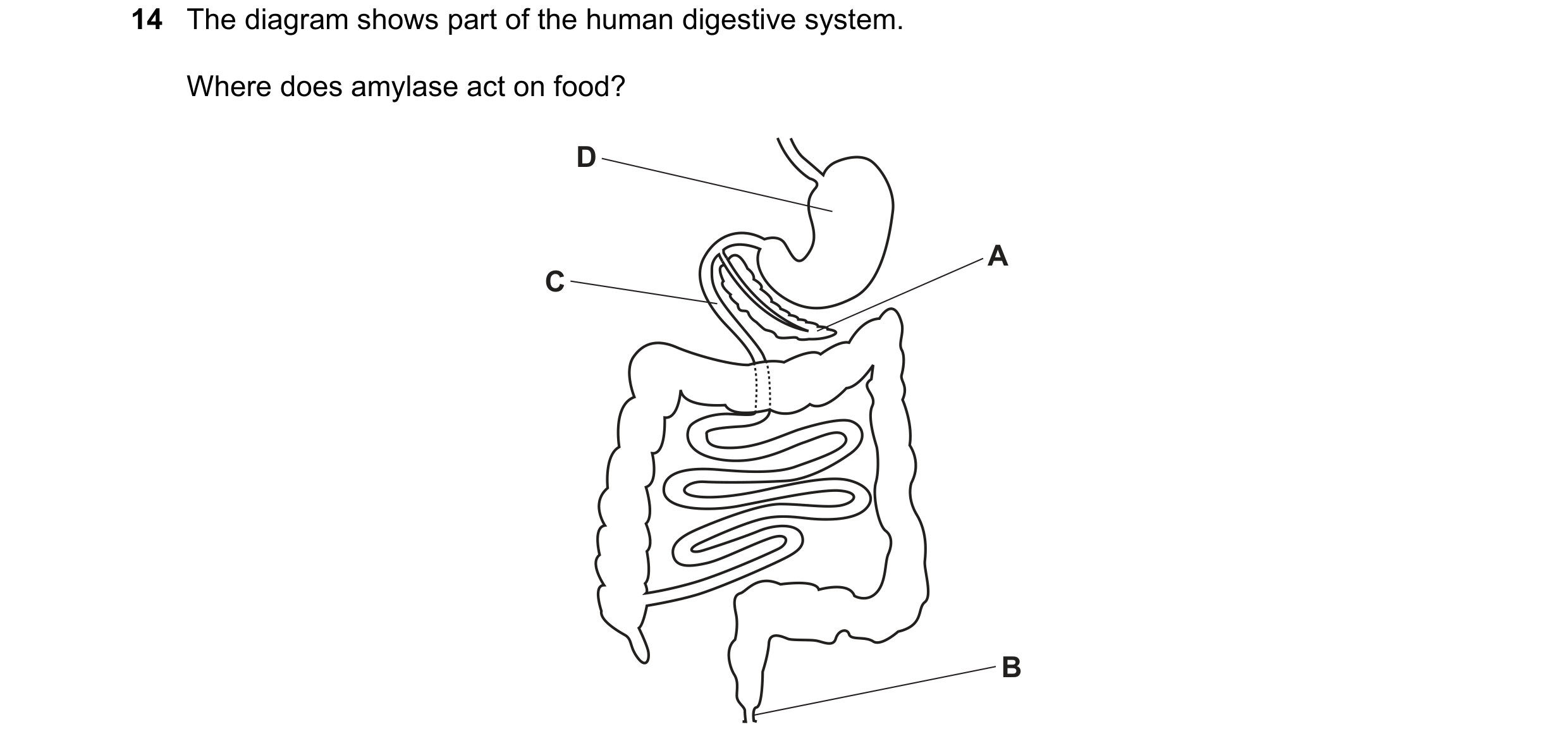 Question 30: The diagram shows part of the human digestive system. Where does amylase act on food? D A C B