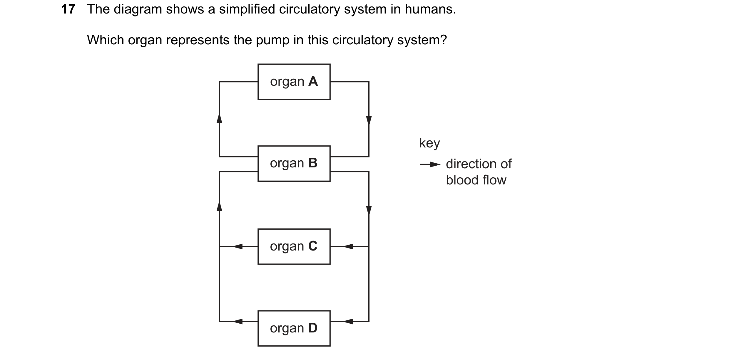 Question 15: The diagram shows a simplified circulatory system in humans. Which organ represents the pump in this circulatory system? organ A key organ …