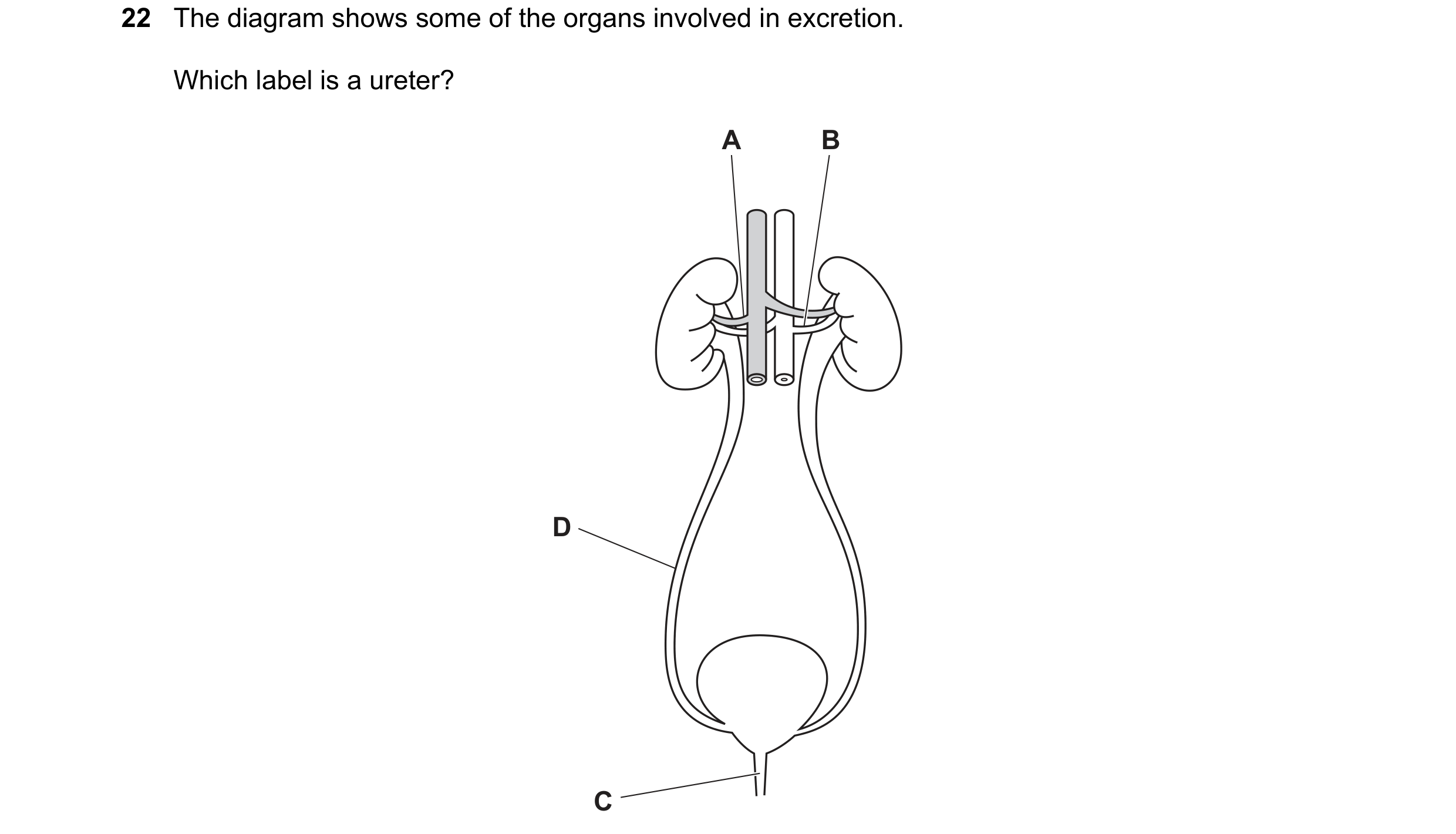Question 26: The diagram shows some of the organs involved in excretion. Which label is a ureter? A B D C