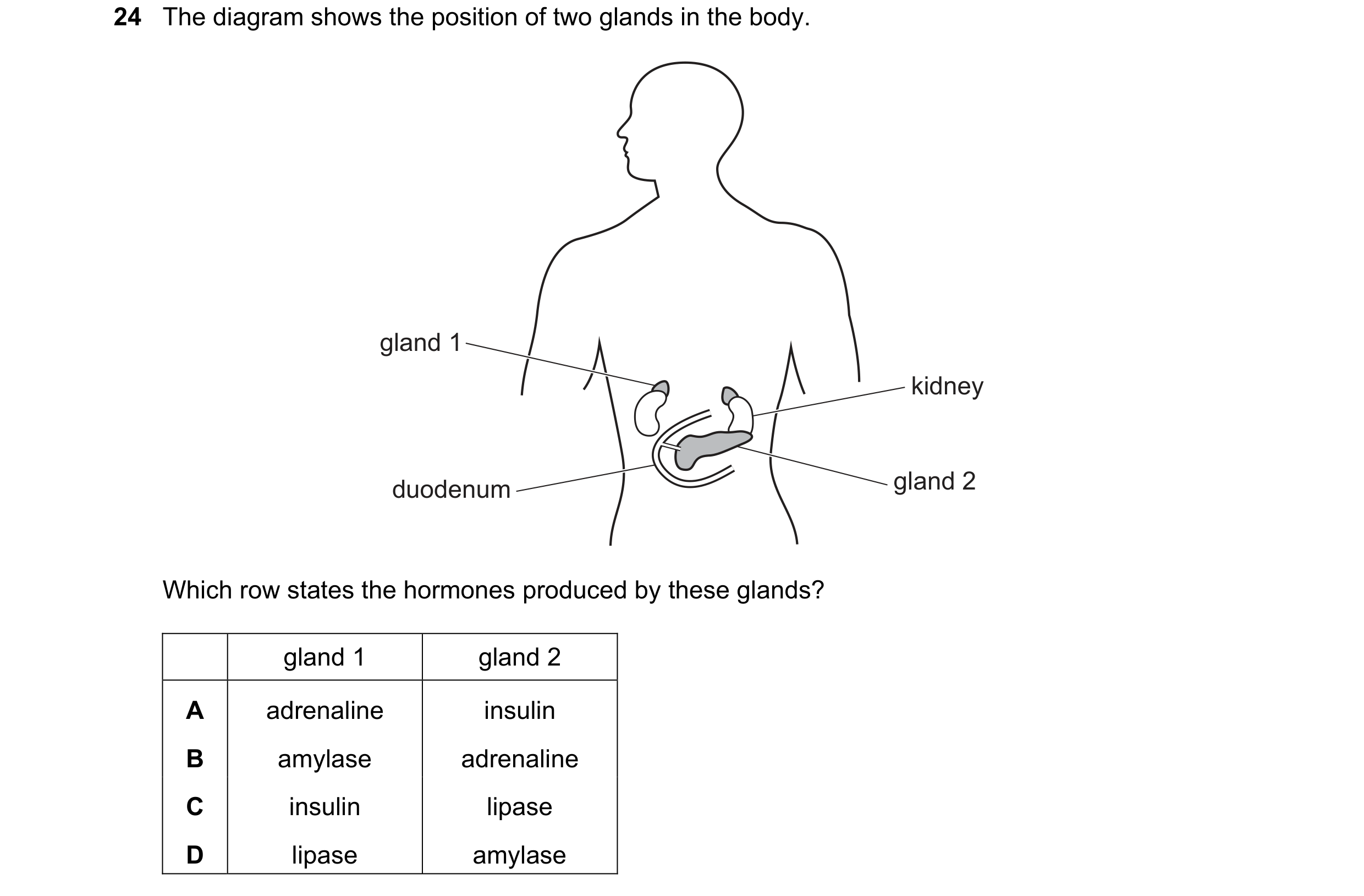Question 18: The diagram shows the position of two glands in the body. gland 1 kidney duodenum gland 2 Which row states the hormones produced by these g…