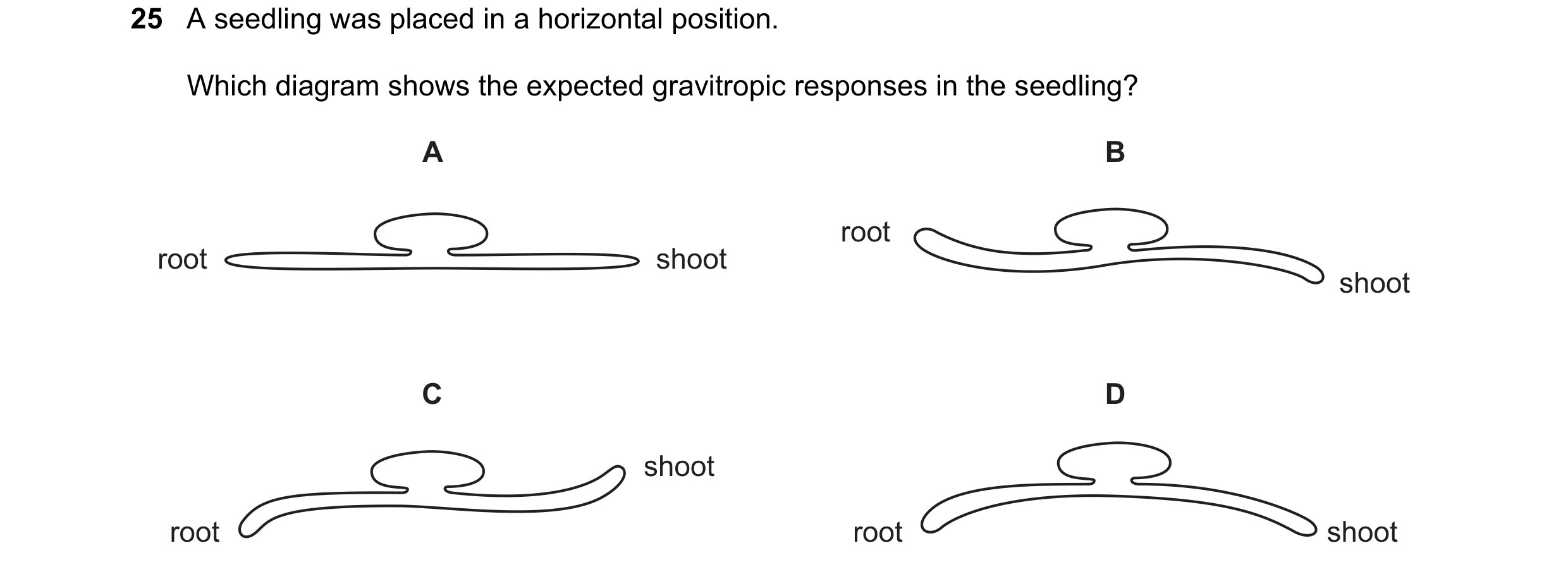 Question 11: A seedling was placed in a horizontal position. Which diagram shows the expected gravitropic responses in the seedling? A B root root shoot…