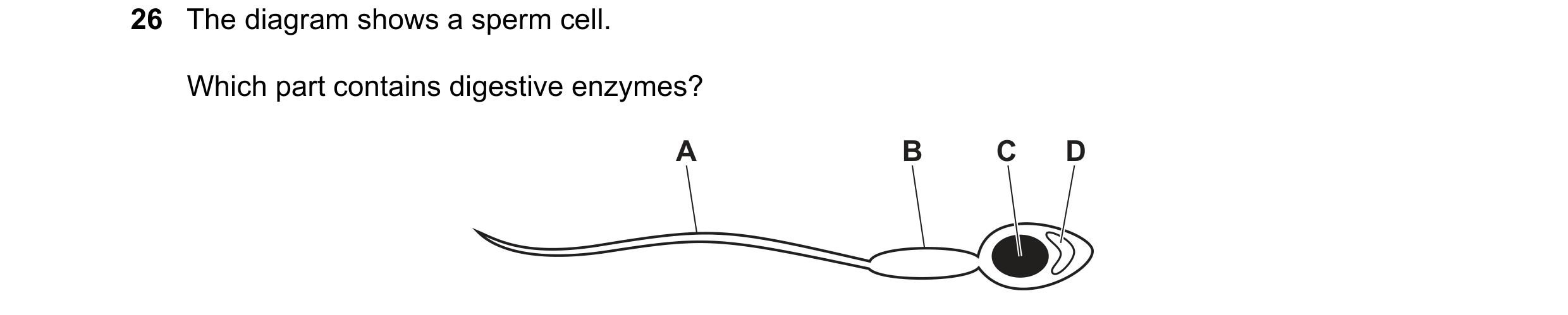 Question 30: The diagram shows a sperm cell. Which part contains digestive enzymes? A B C D