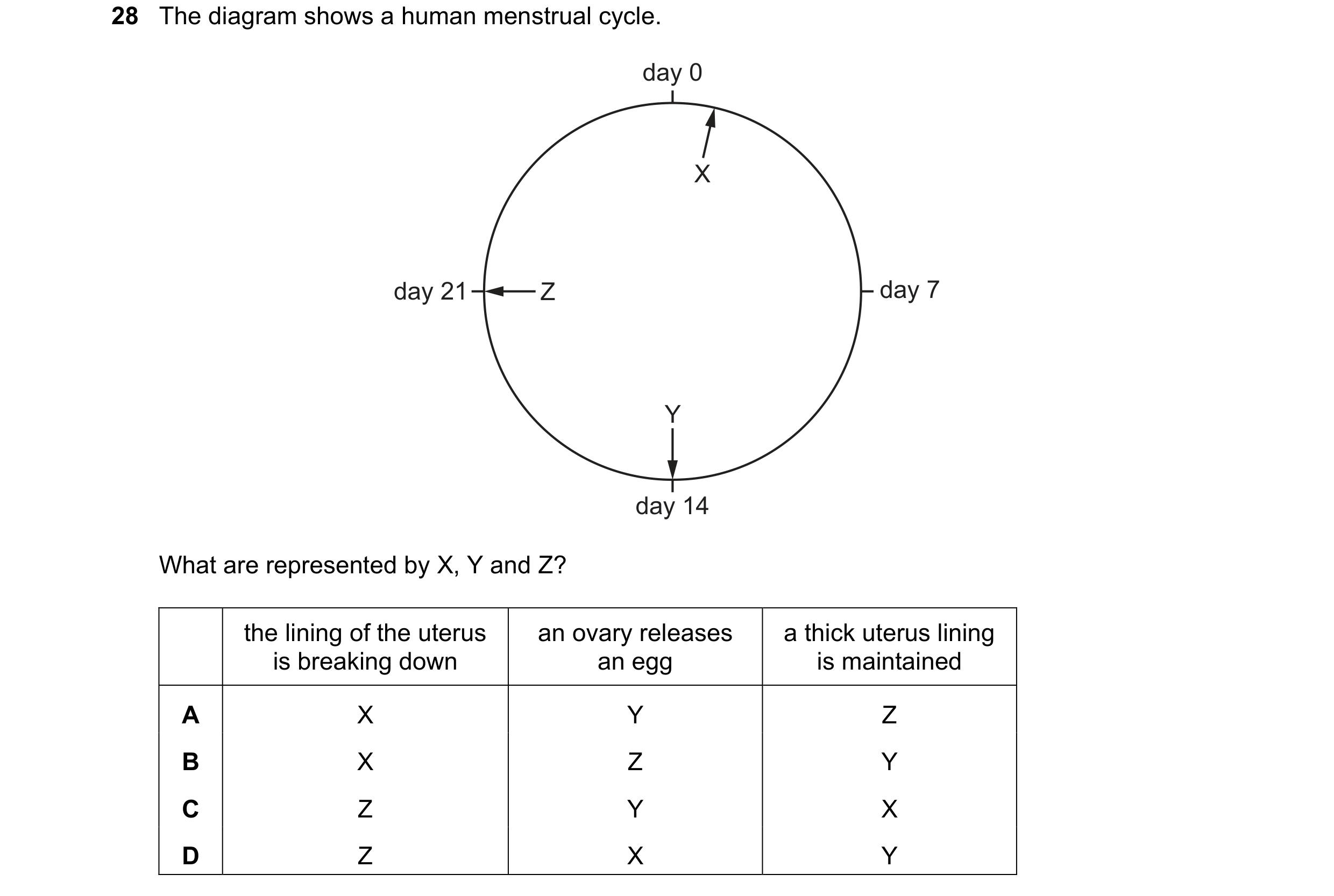 Question 31: The diagram shows a human menstrual cycle. day 0 X day 21 Z day 7 Y day 14 What are represented by X, Y and Z? the lining of the uterus an …