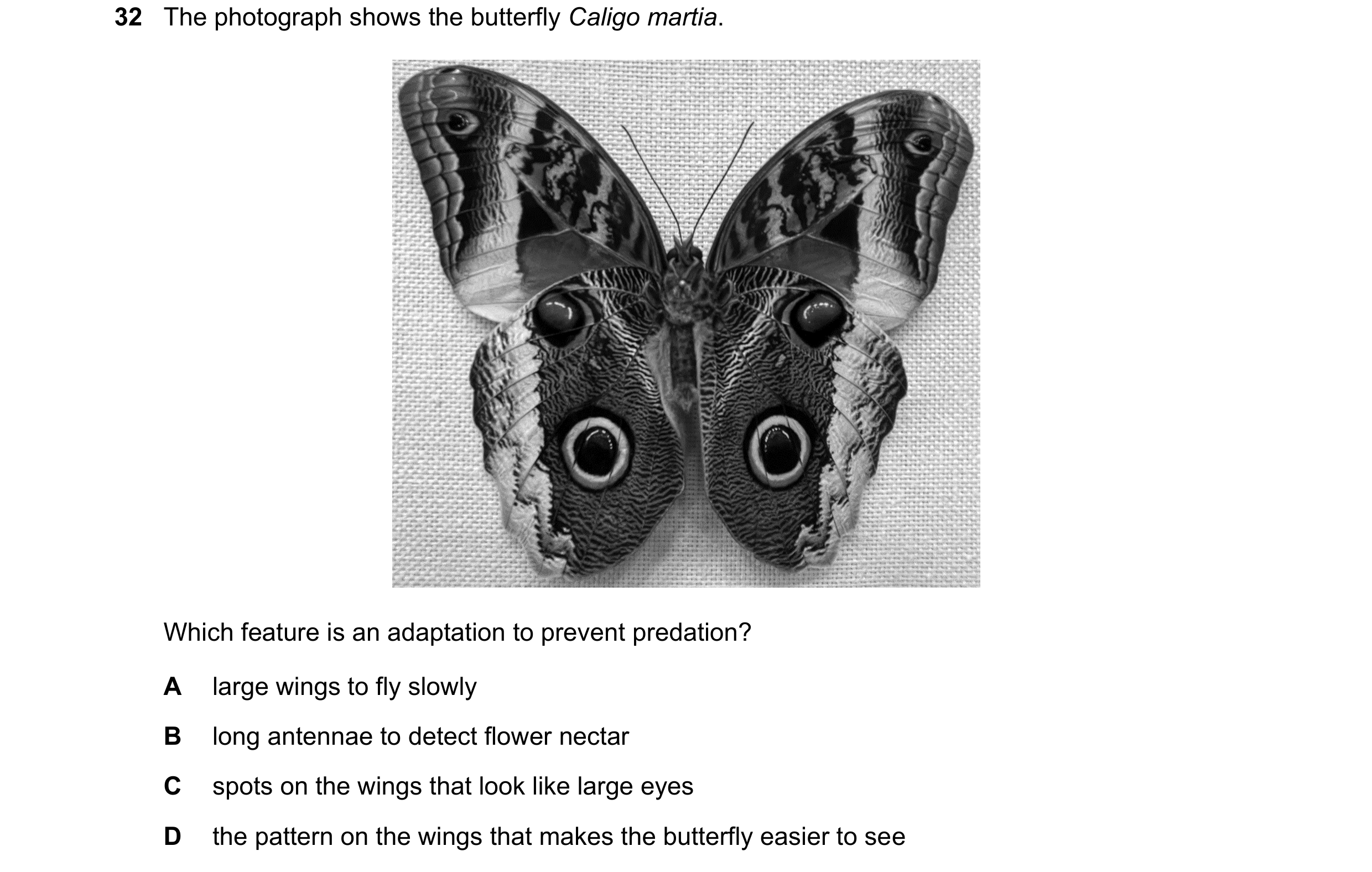 Question 12: The photograph shows the butterfly Caligo martia. Which feature is an adaptation to prevent predation? A large wings to fly slowly B long a…