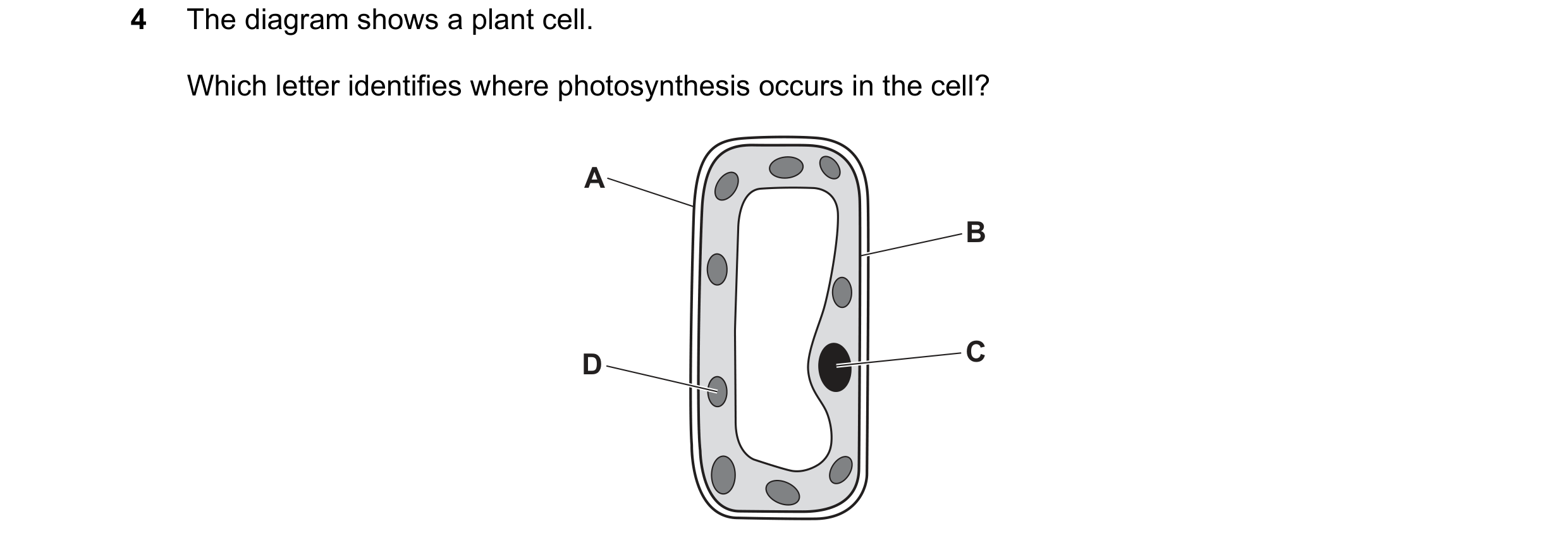 Question 46: The diagram shows a plant cell. Which letter identifies where photosynthesis occurs in the cell? A B D C