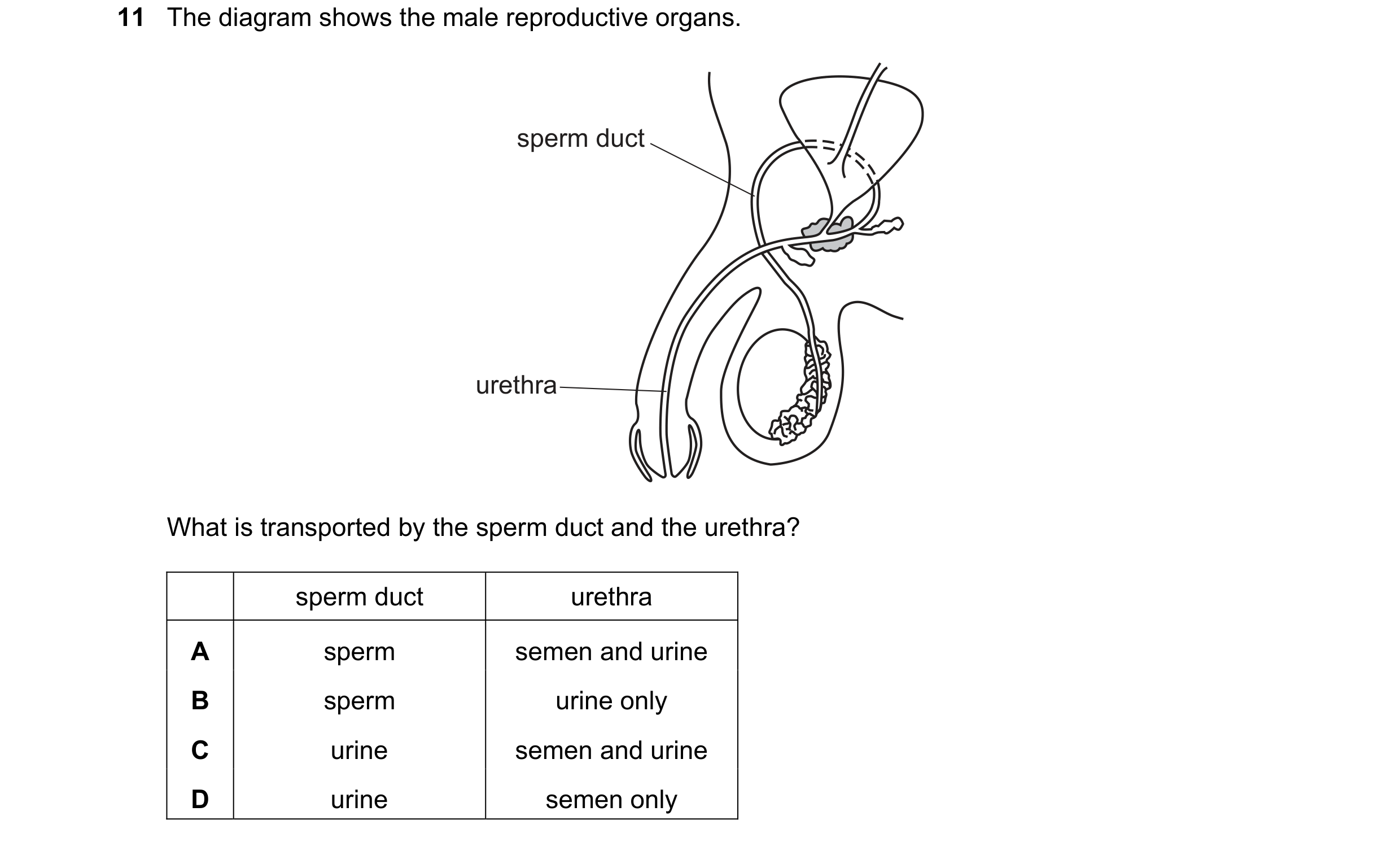 Question 76: The diagram shows the male reproductive organs. sperm duct urethra What is transported by the sperm duct and the urethra? sperm duct urethr…