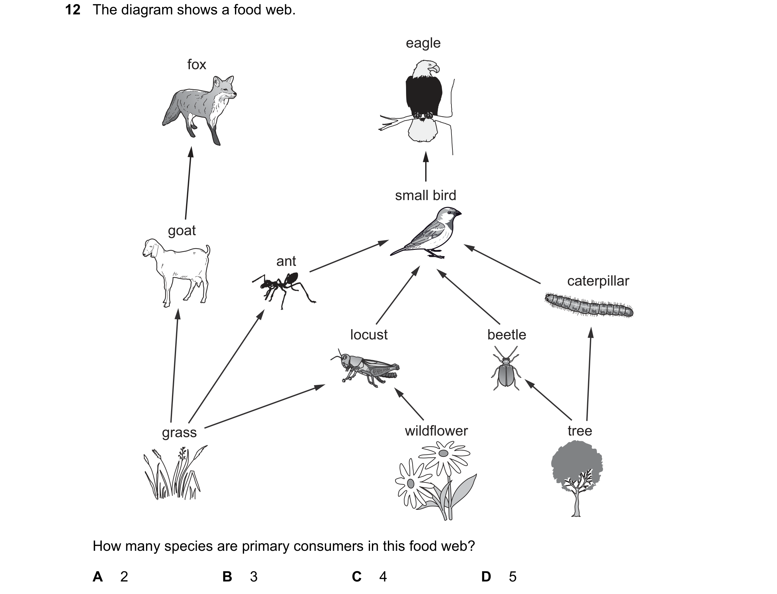 Question 40: The diagram shows a food web. eagle fox small bird goat ant caterpillar locust beetle grass wildflower tree How many species are primary co…