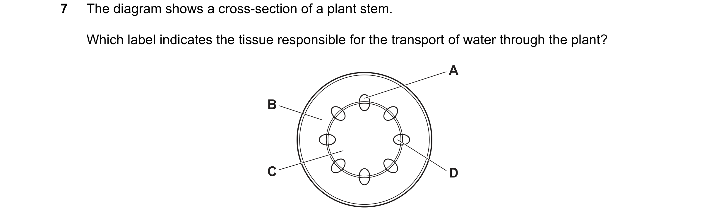 Question 17: The diagram shows a cross-section of a plant stem. Which label indicates the tissue responsible for the transport of water through the plan…