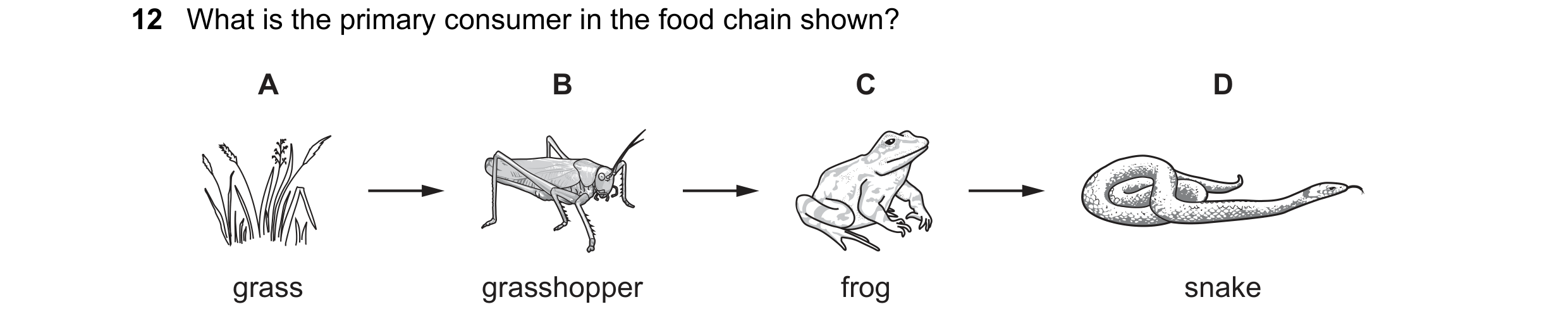 Question 51: What is the primary consumer in the food chain shown? A B C D grass grasshopper frog snake
