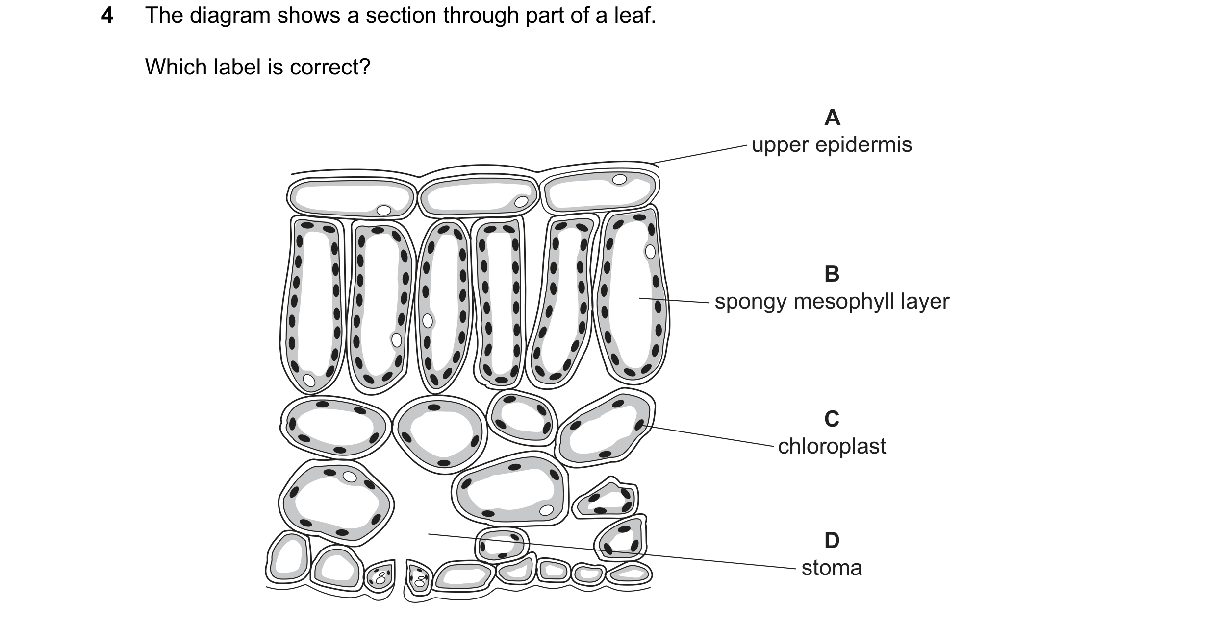 Question 44: The diagram shows a section through part of a leaf. Which label is correct? A upper epidermis B spongy mesophyll layer C chloroplast D stoma