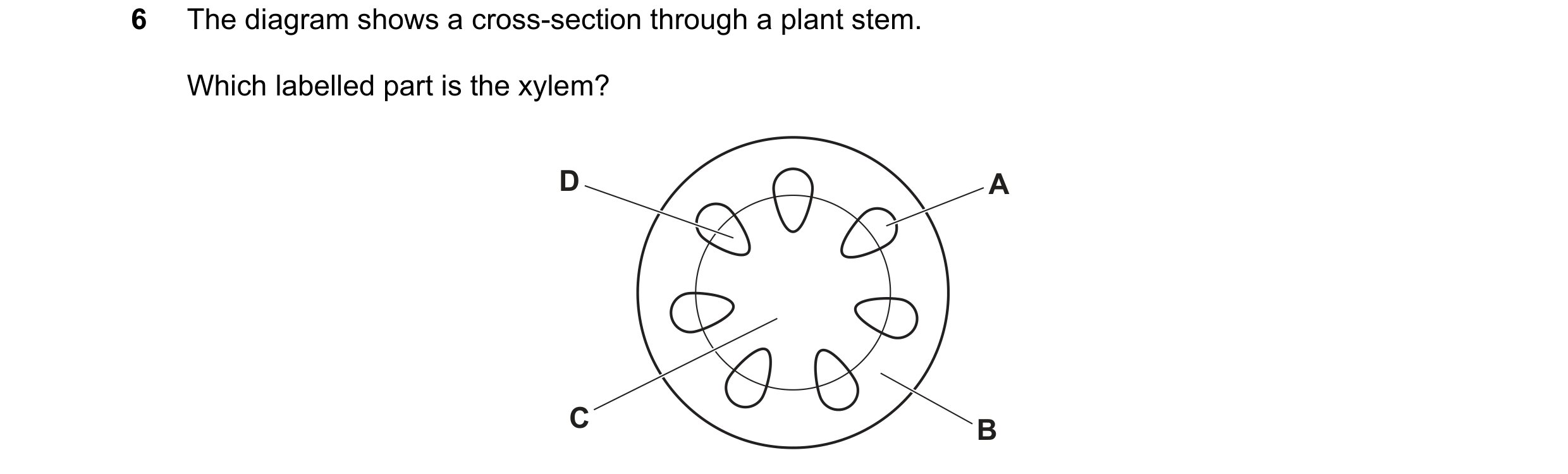 Question 20: The diagram shows a cross-section through a plant stem. Which labelled part is the xylem? D A C B