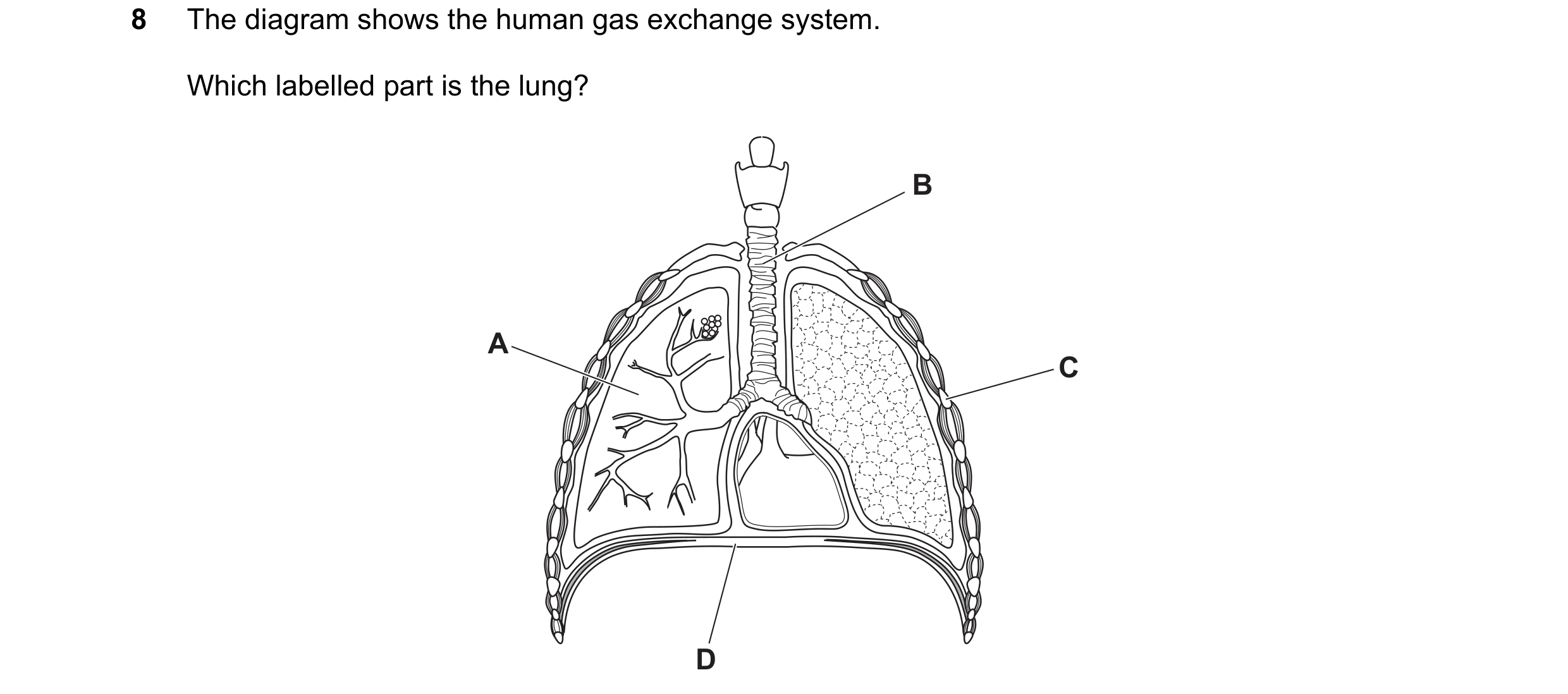 Question 71: The diagram shows the human gas exchange system. Which labelled part is the lung? B A C D