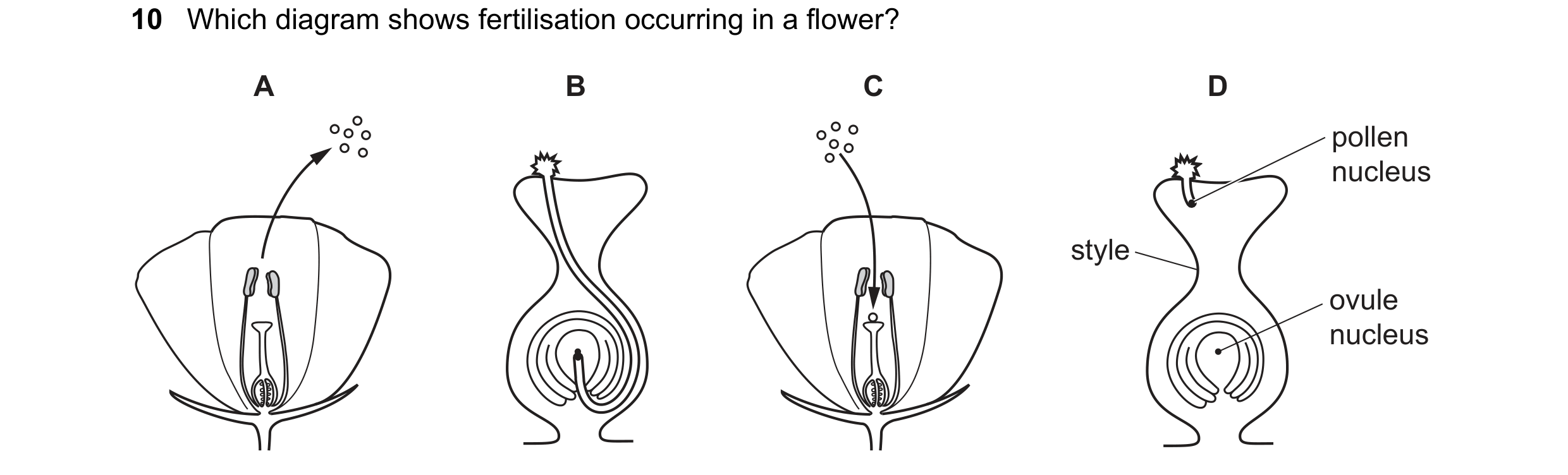 Question 44: Which diagram shows fertilisation occurring in a flower? A B C D pollen nucleus style ovule nucleus