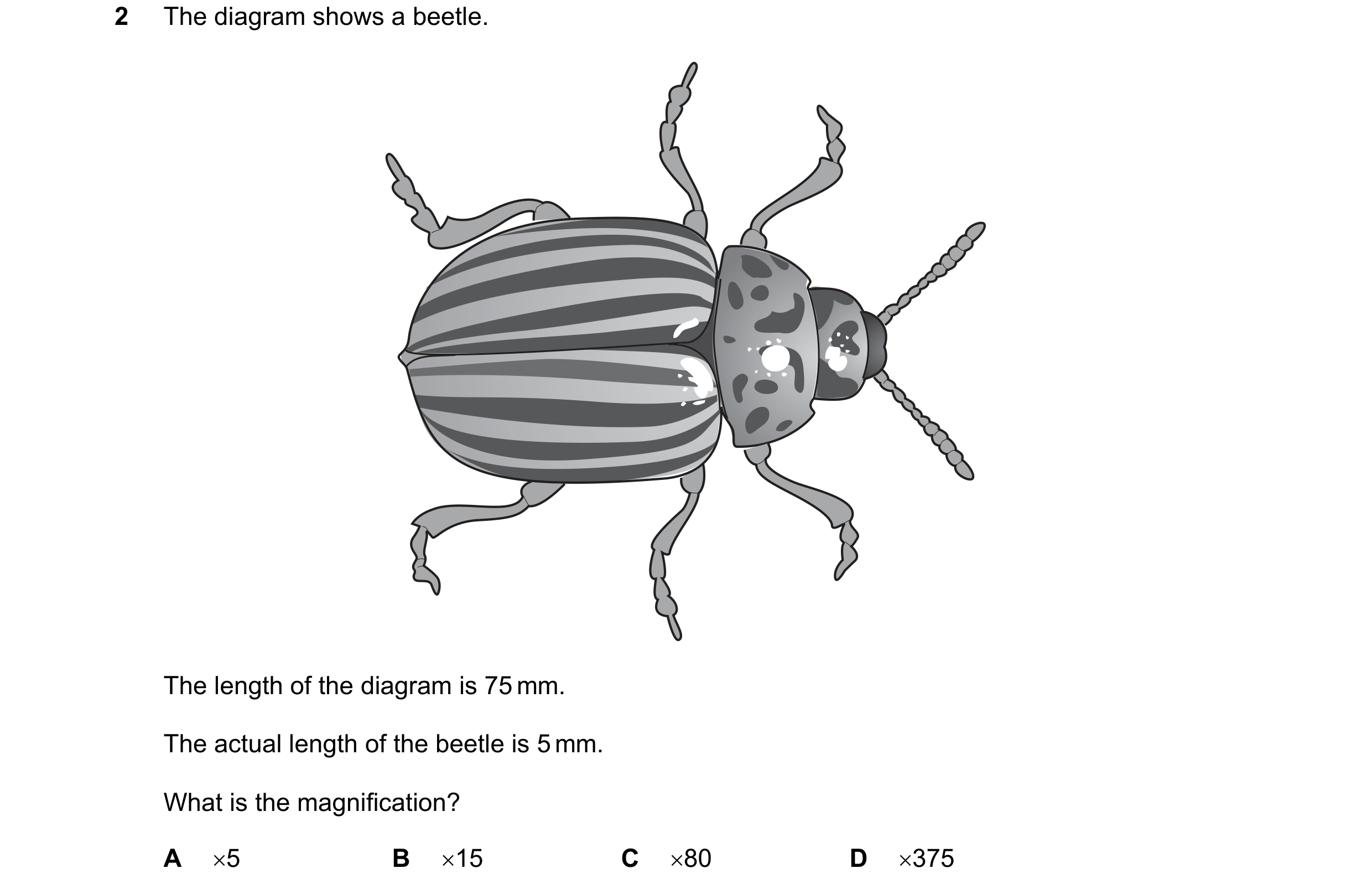 Question 8: The diagram shows a beetle. The length of the diagram is 75 mm. The actual length of the beetle is 5 mm. What is the magnification? A 5 B …