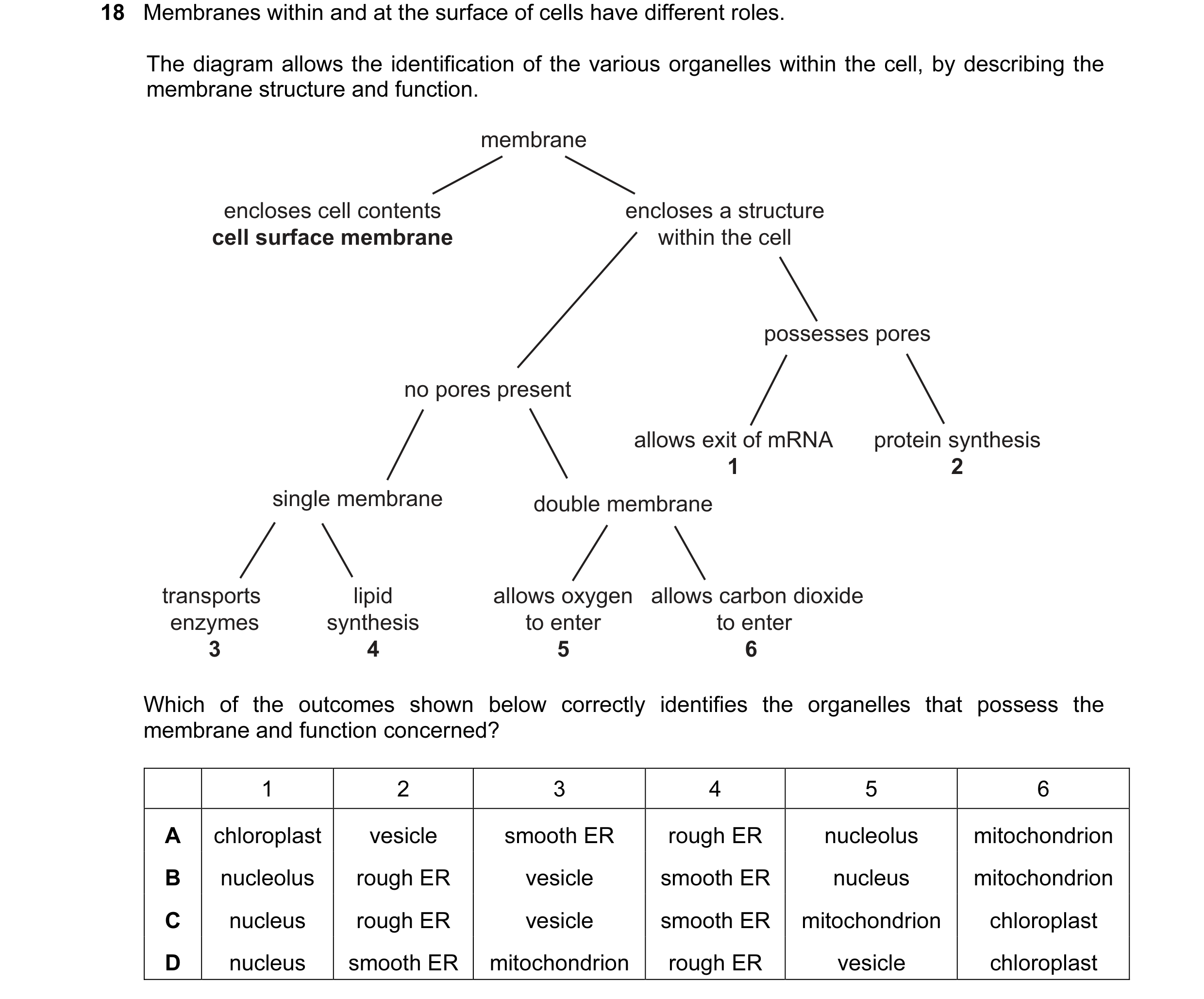 Question 30: Membranes within and at the surface of cells have different roles. The diagram allows the identification of the various organelles within t…