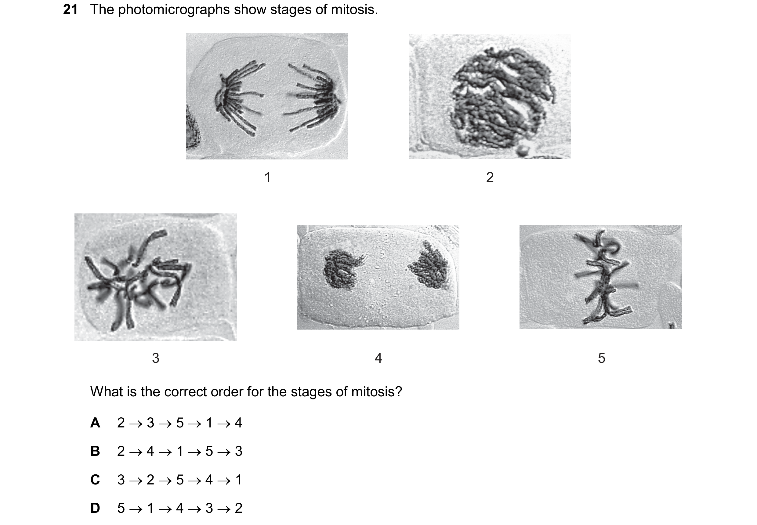 Question 135: The photomicrographs show stages of mitosis. 1 2 3 4 5 What is the correct order for the stages of mitosis? A 2 3 5 1 4 B 2 4 1…