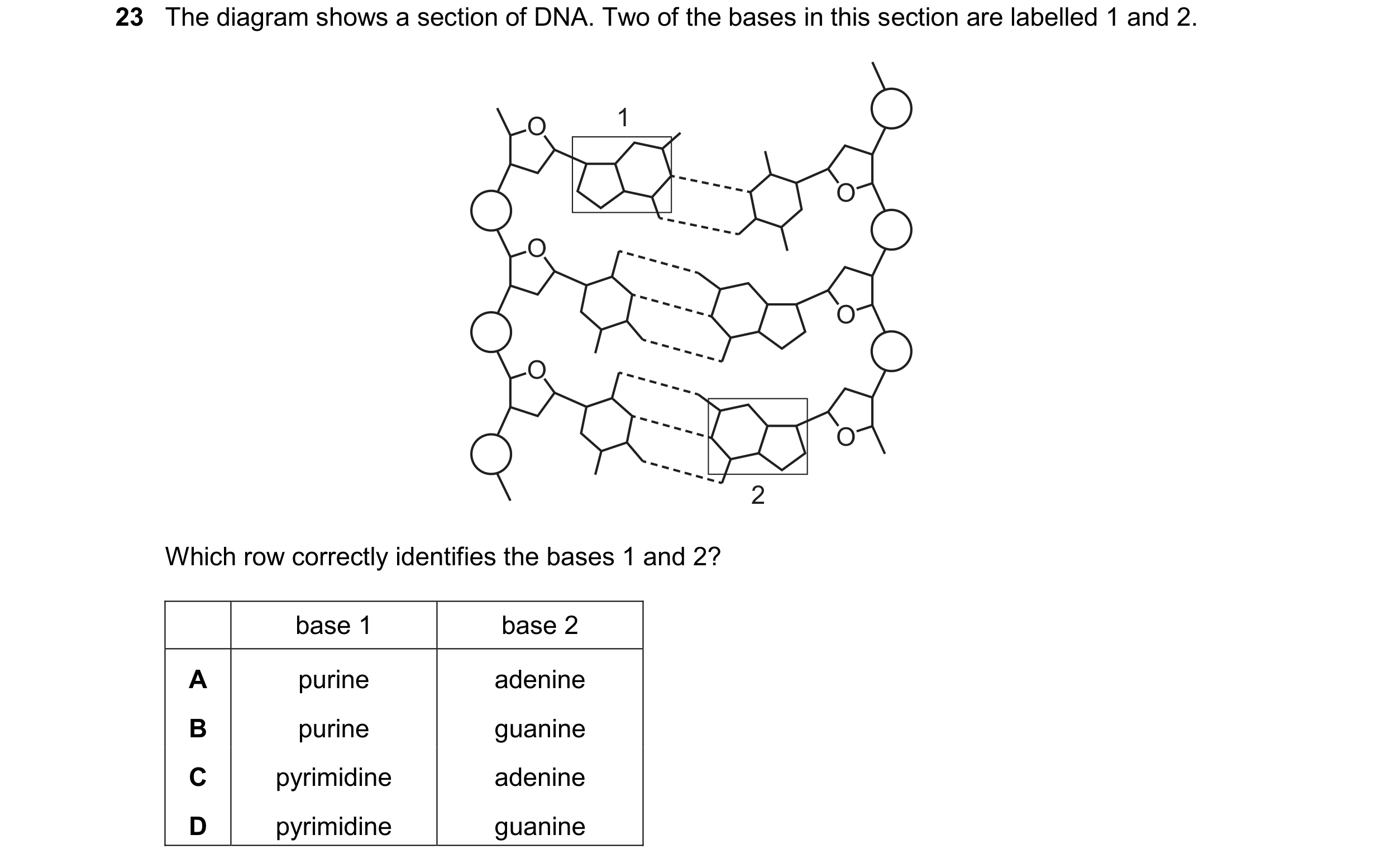Question 228: The diagram shows a section of DNA. Two of the bases in this section are labelled 1 and 2. O 1 O O O O O 2 Which row correctly identifies t…